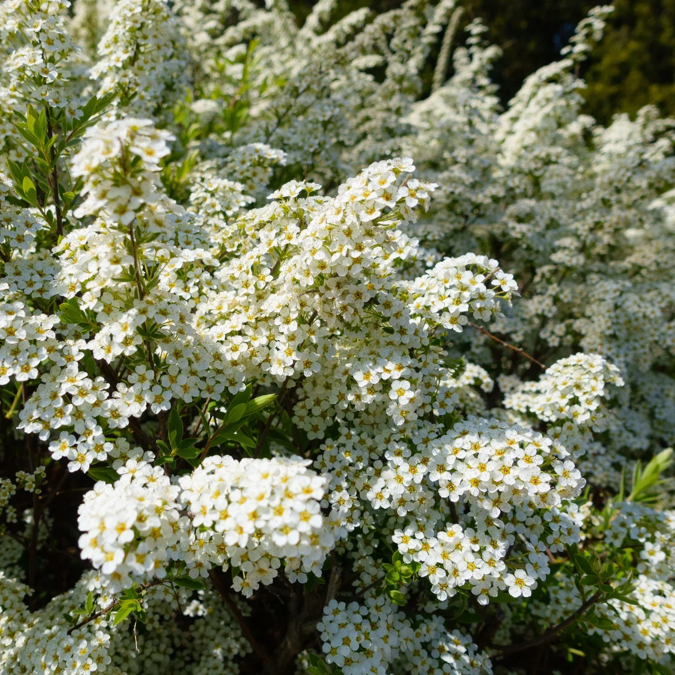 Spiraea x vanhouttei 10-pack 4,5L