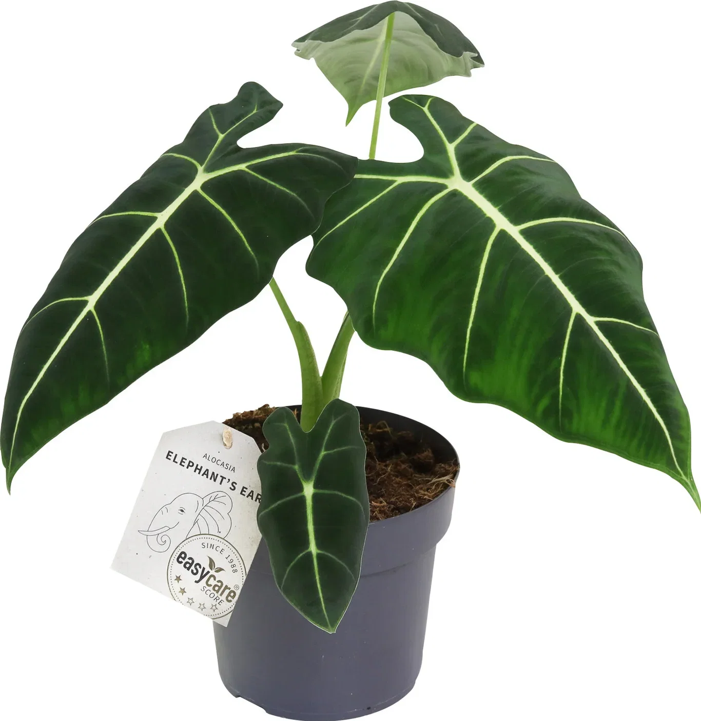 Alocasia 'Frydek'
