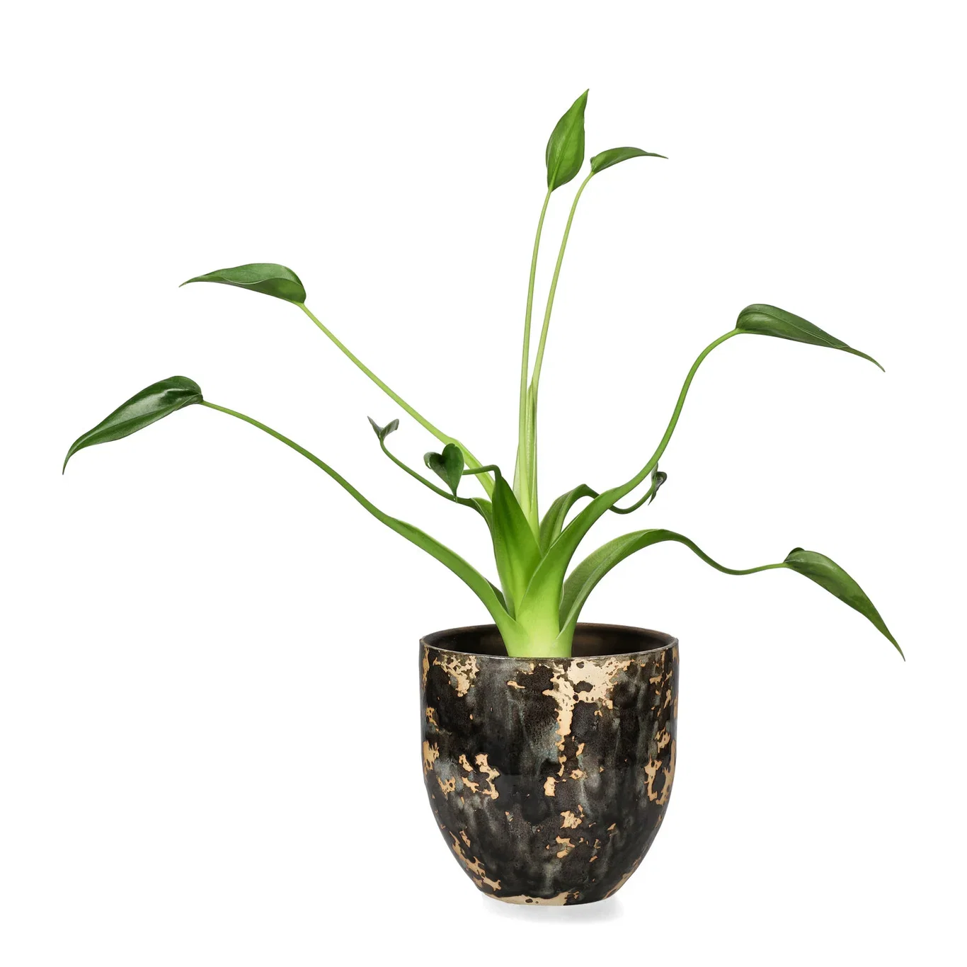 Alocasia 'Tiny Dancer'