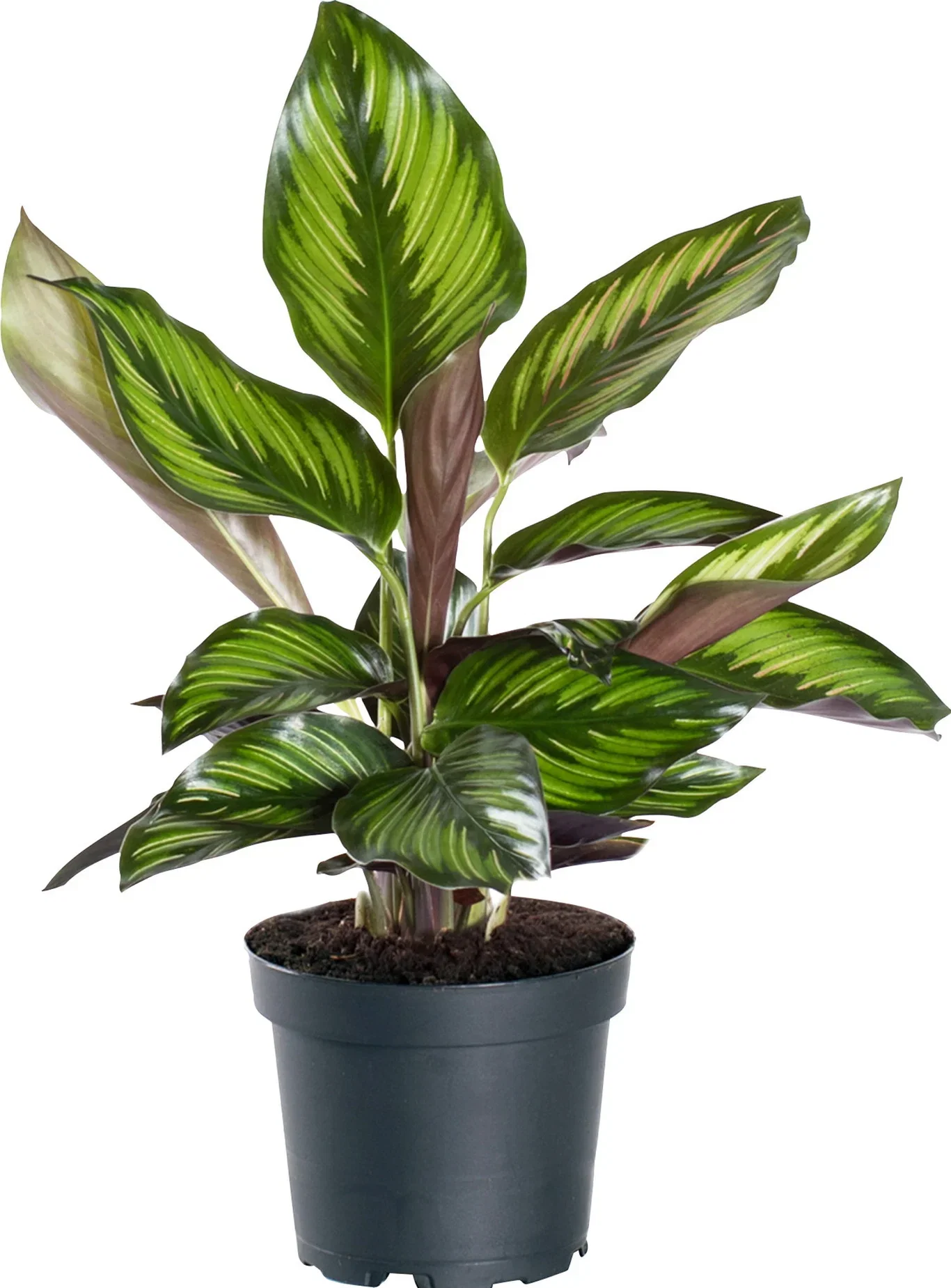 Calathea 'Beauty Star' 11 cm