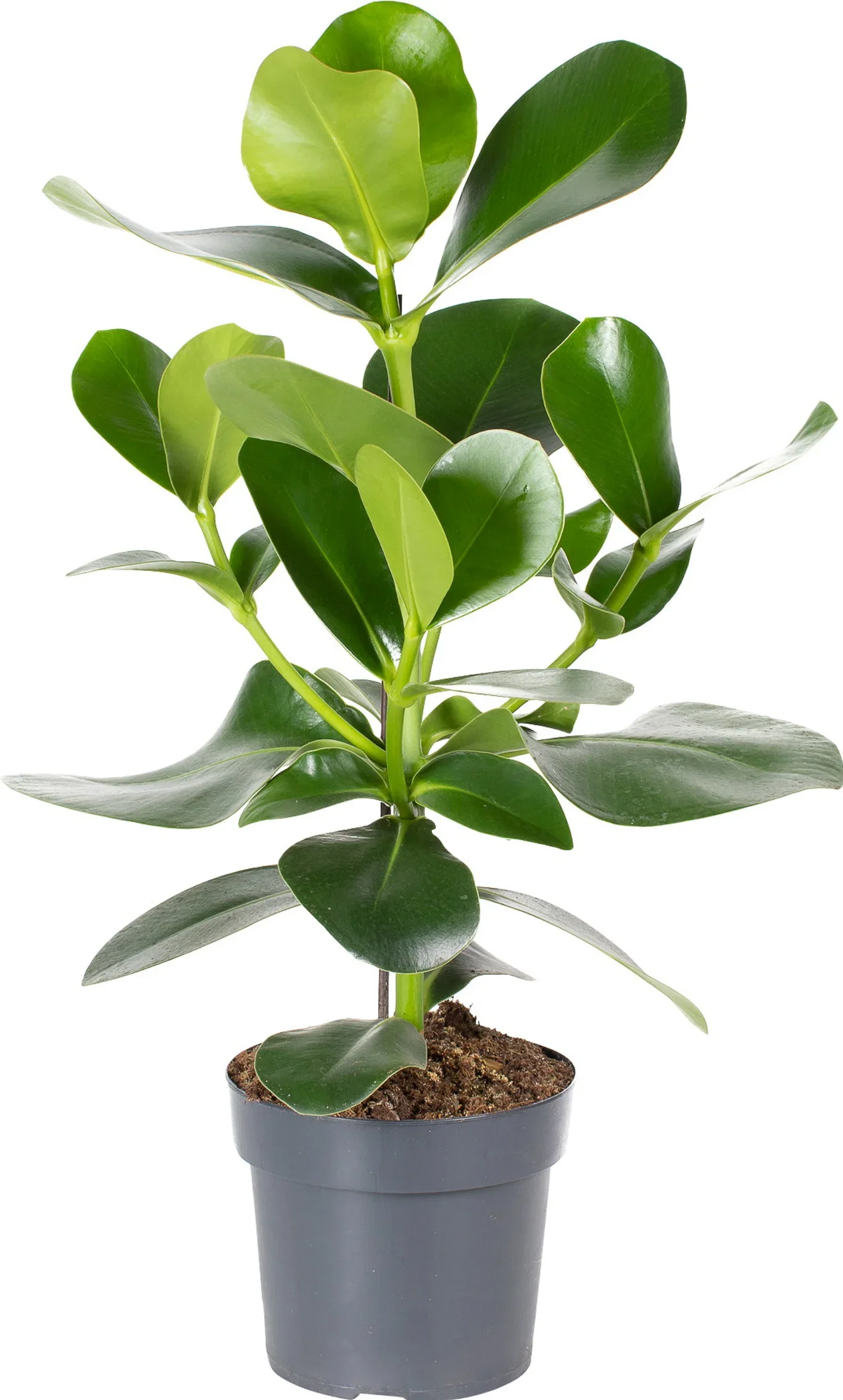 Clusia