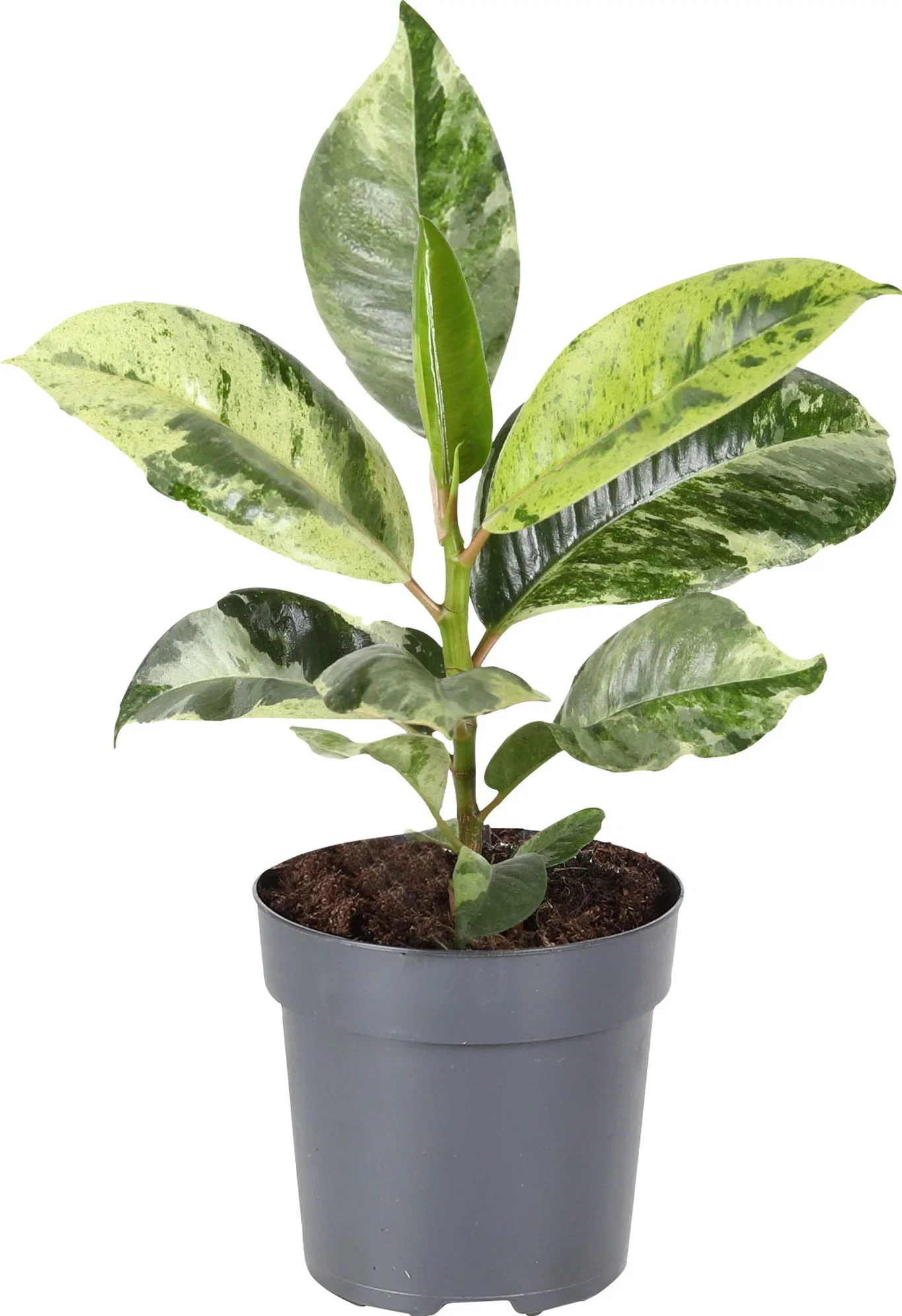 Ficus elastica 'Shivereana' 11 cm