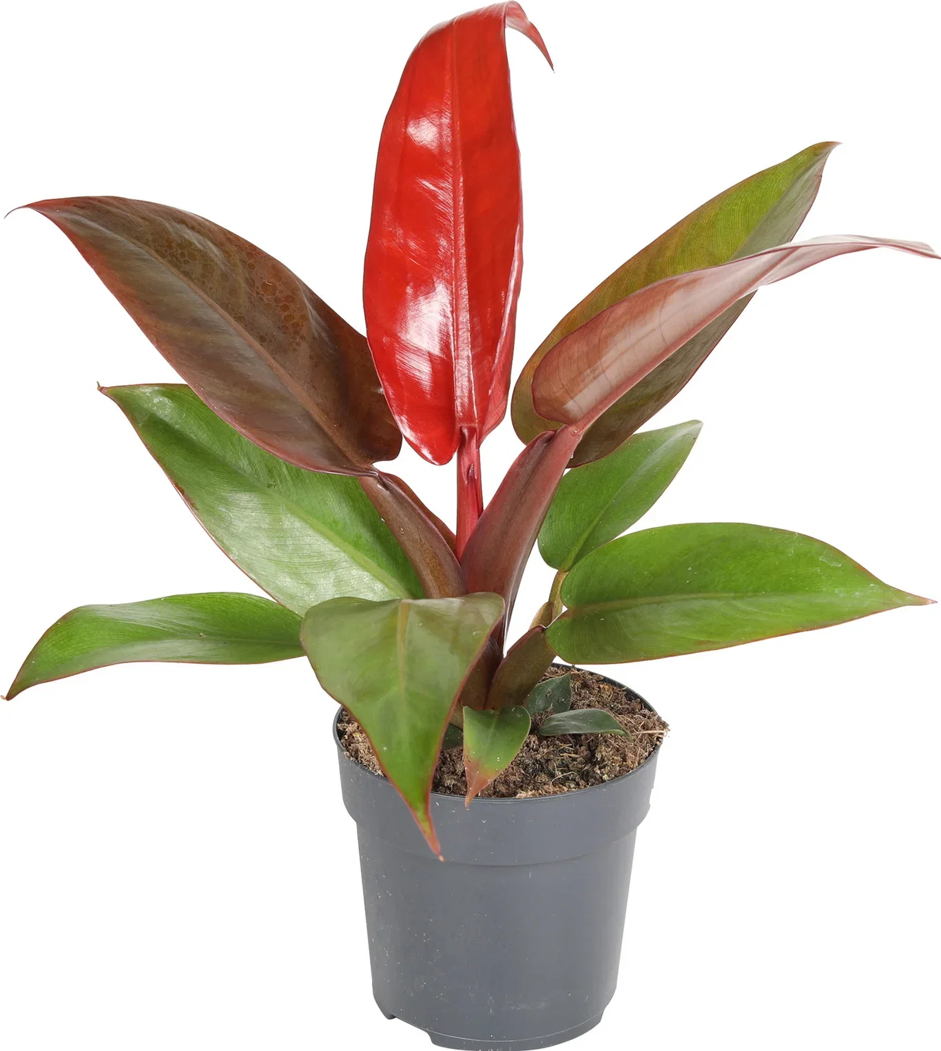 Philodendron 'Red Sun'