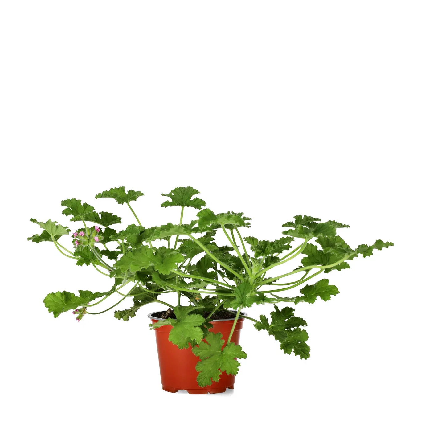 Duftende geranium 'Rose'