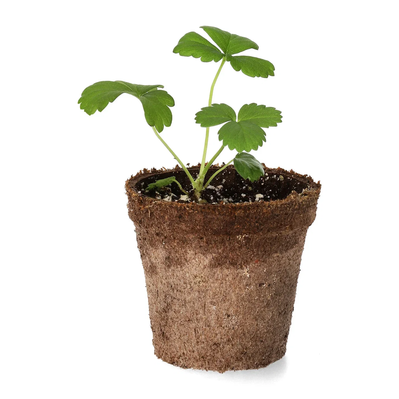 Fragaria ananassa 'Delizz' 6 cm