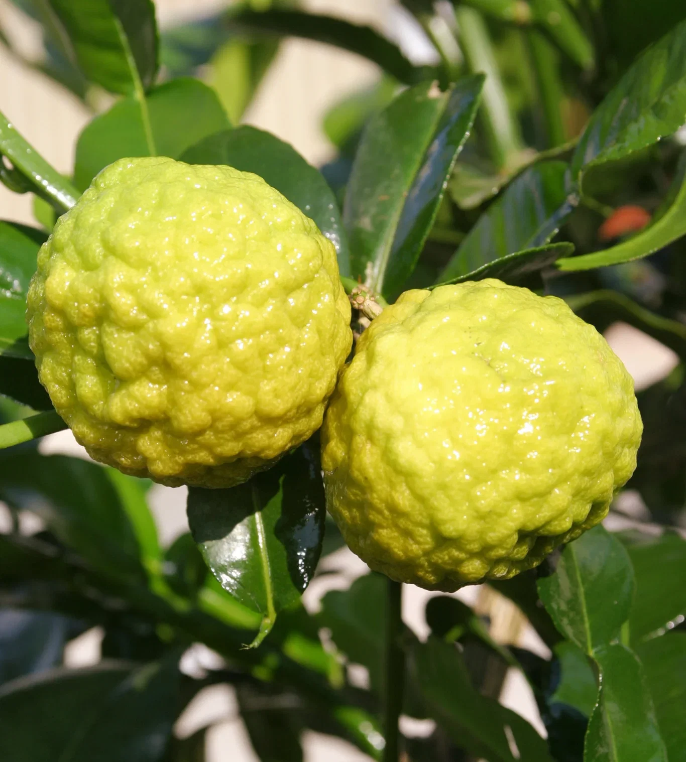 Kaffirlime