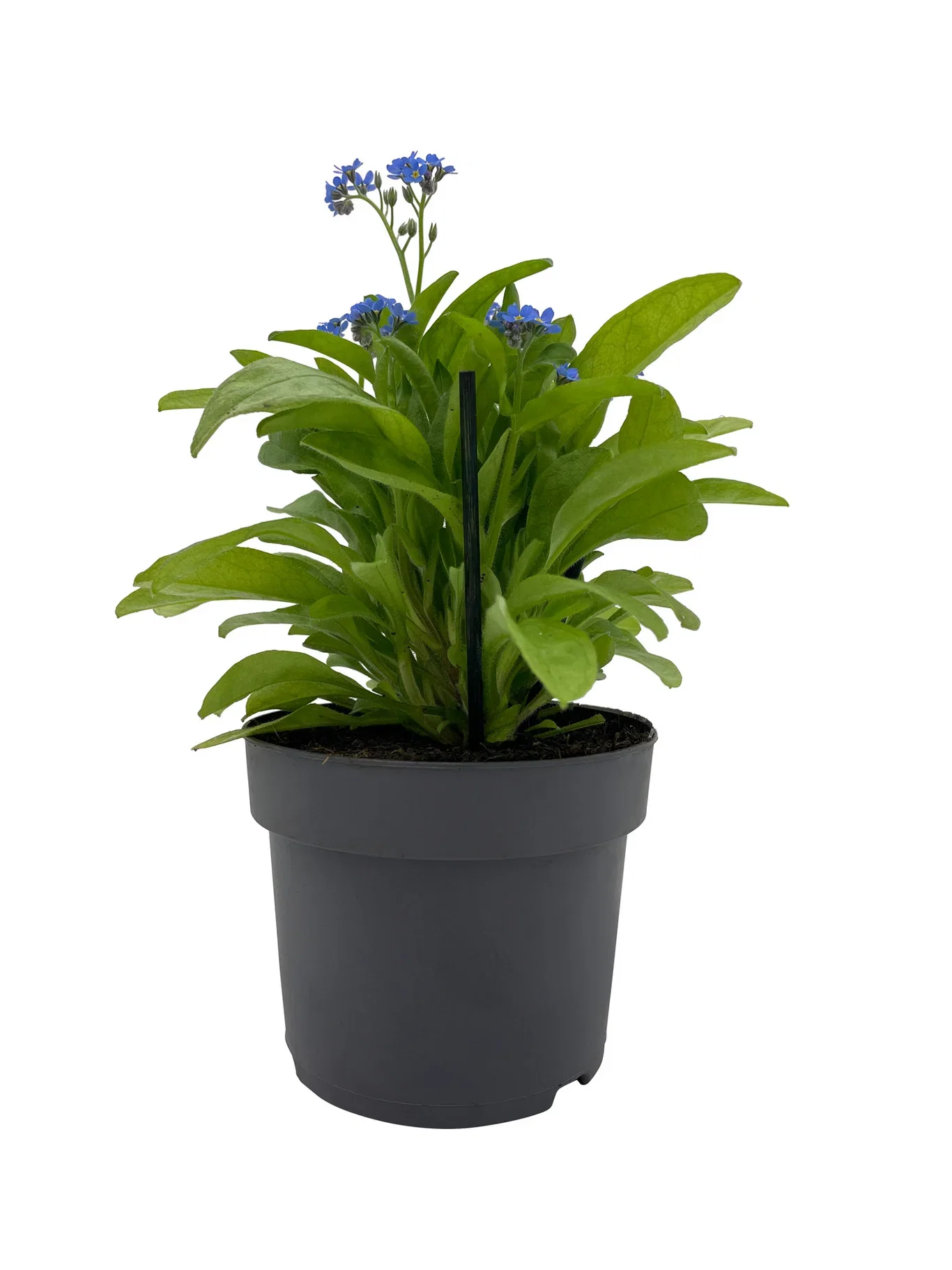 Myosotis edible ECO 10,5 cm