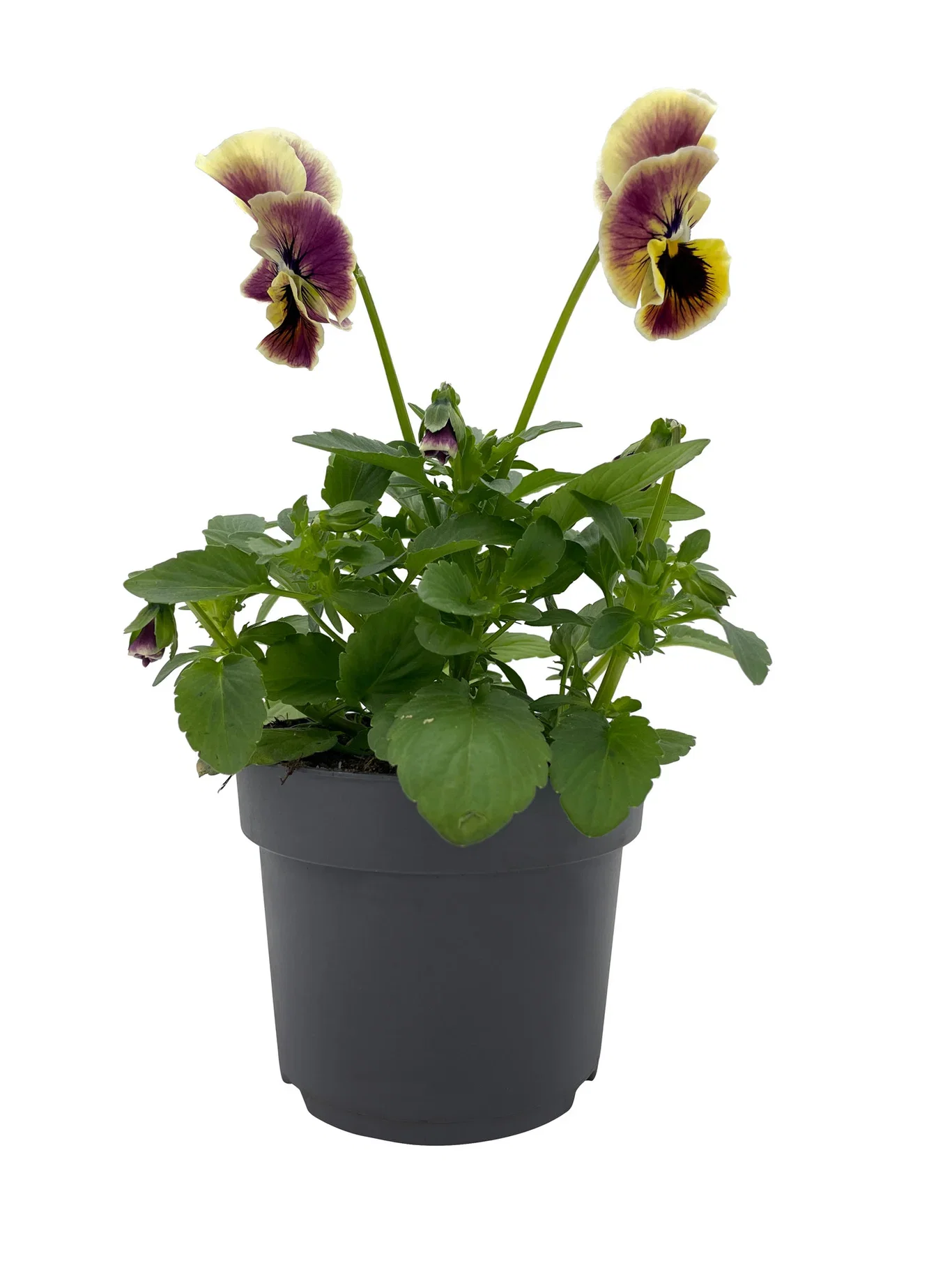 Viola big flower edible ECO 10,5 cm