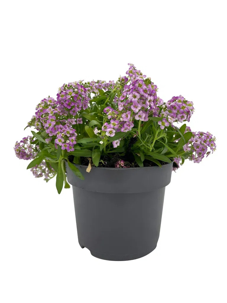 Alyssum