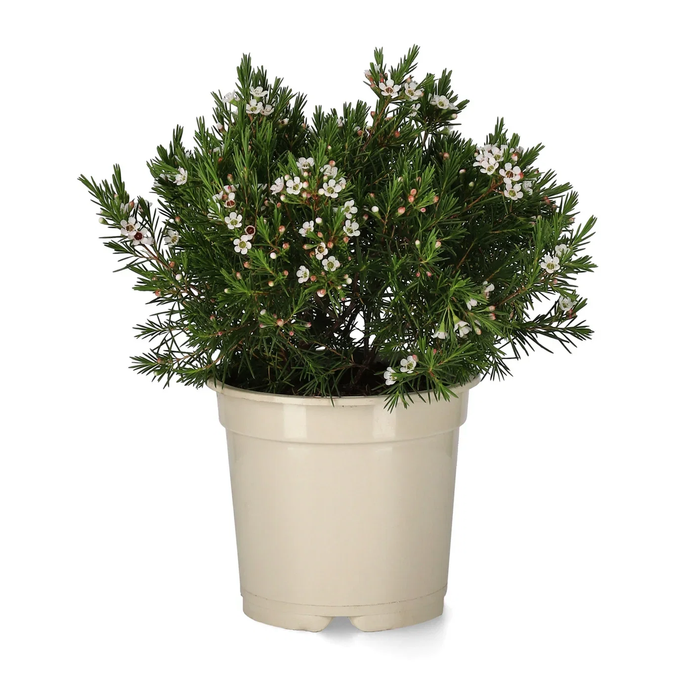 Waxflower 17 cm