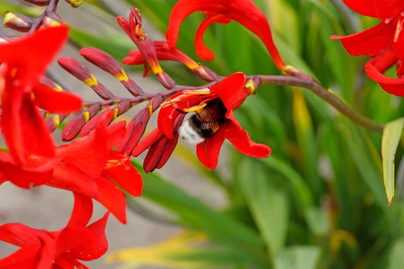 Blomsterknoller miks Bee & Butterfly Garden