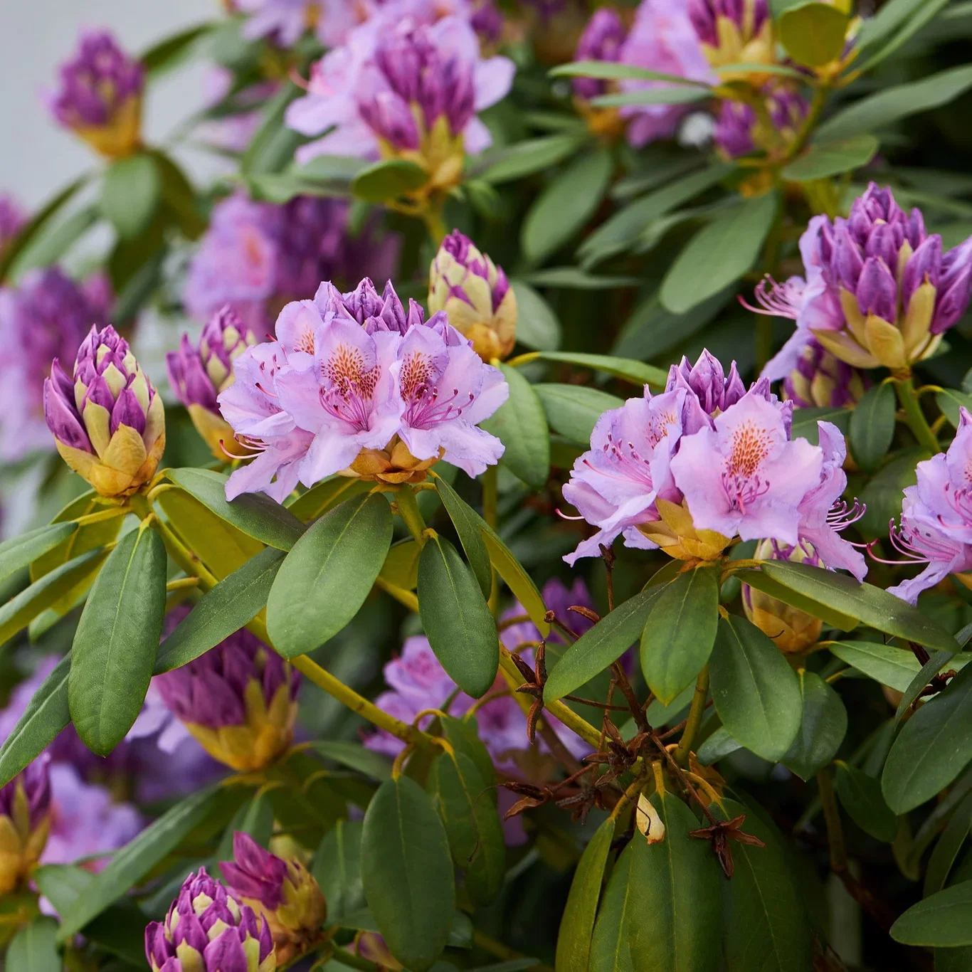 Rododendron 'Catawbiense Grandiflorum'