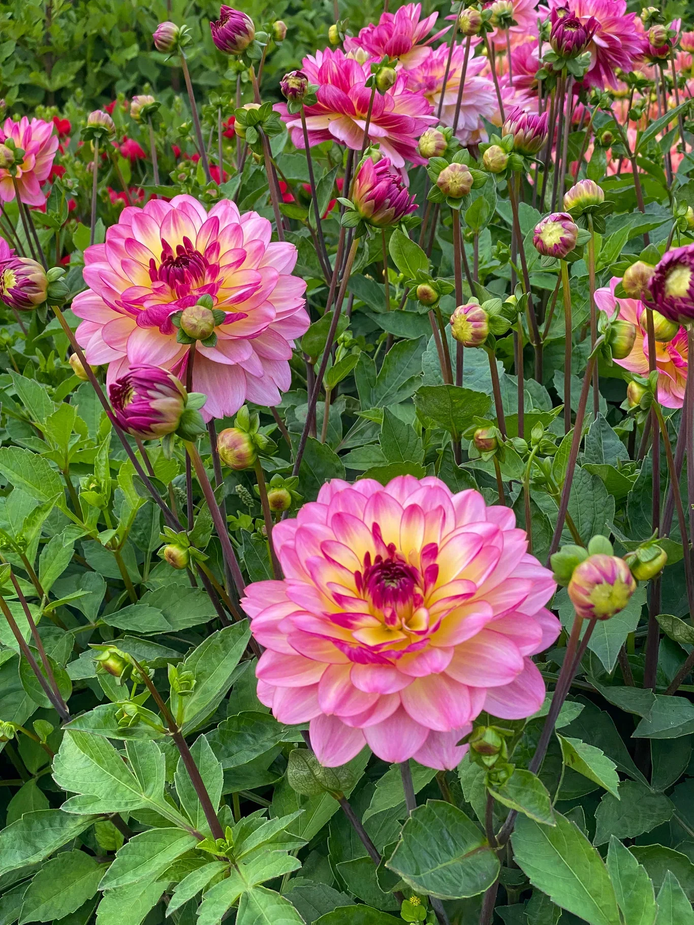 Dahlia Decorative Zingaro