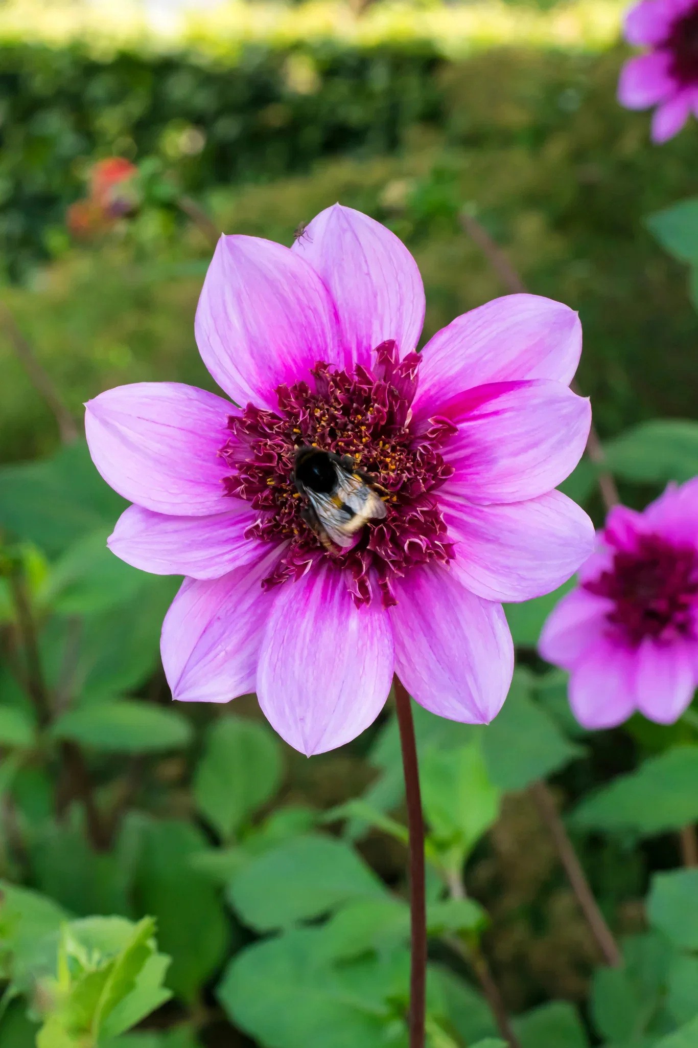 Georgine 'Blue Bayou'