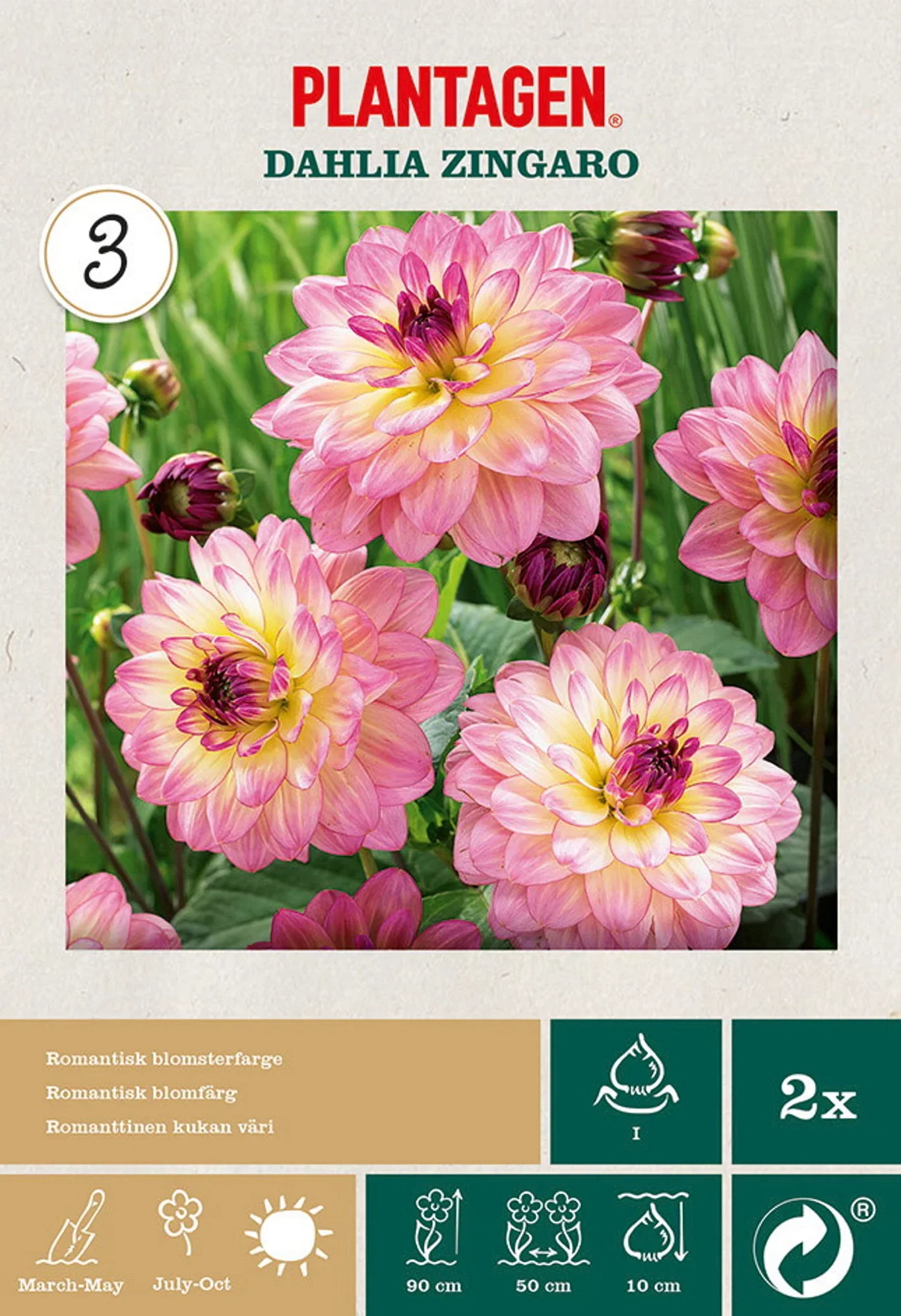Dahlia Decorative Zingaro