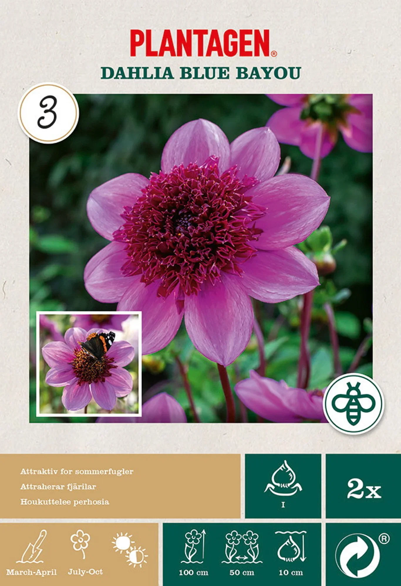 Georgine 'Blue Bayou'