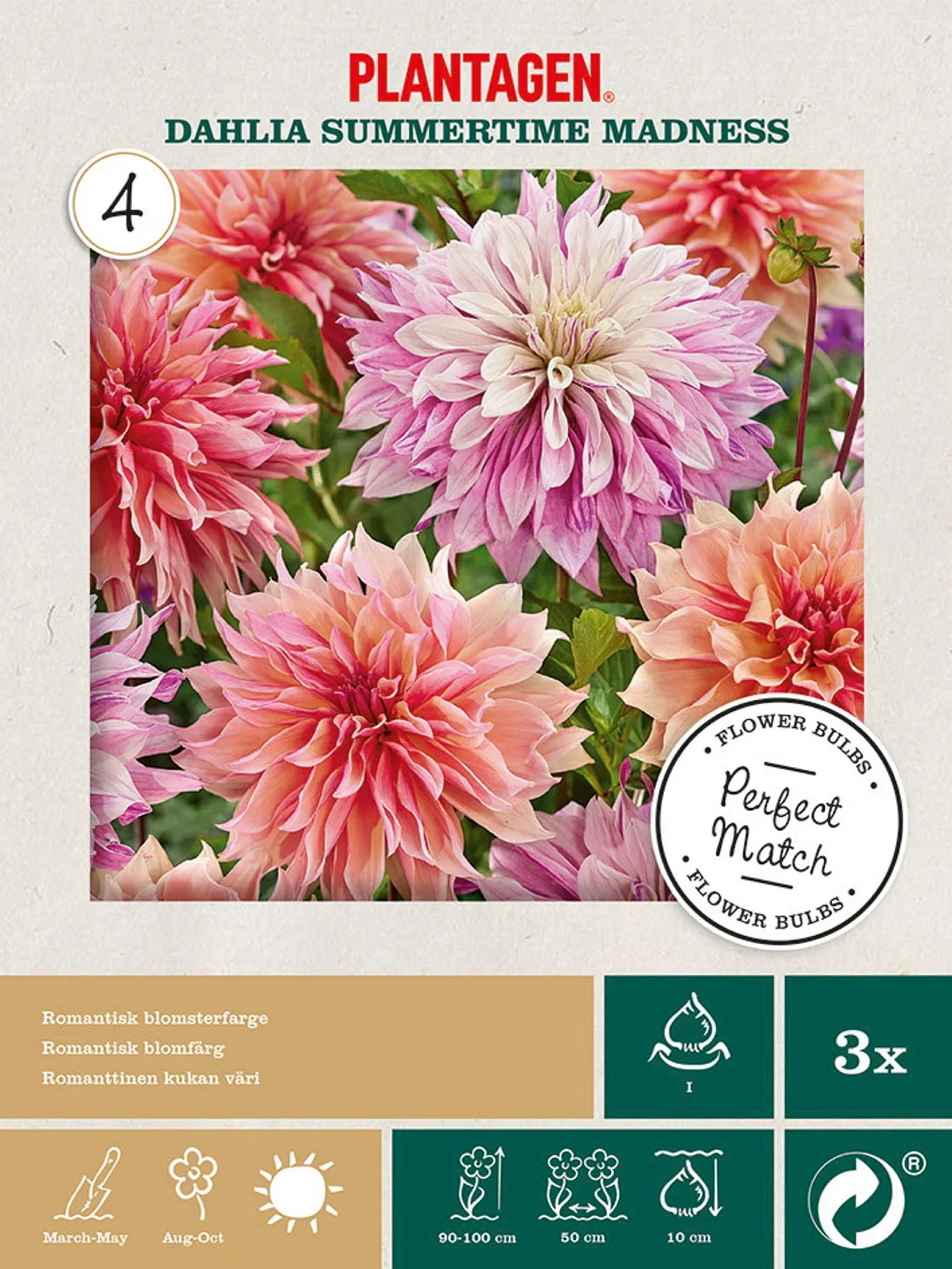 Perfect Match - Dahlia Summertime Madness