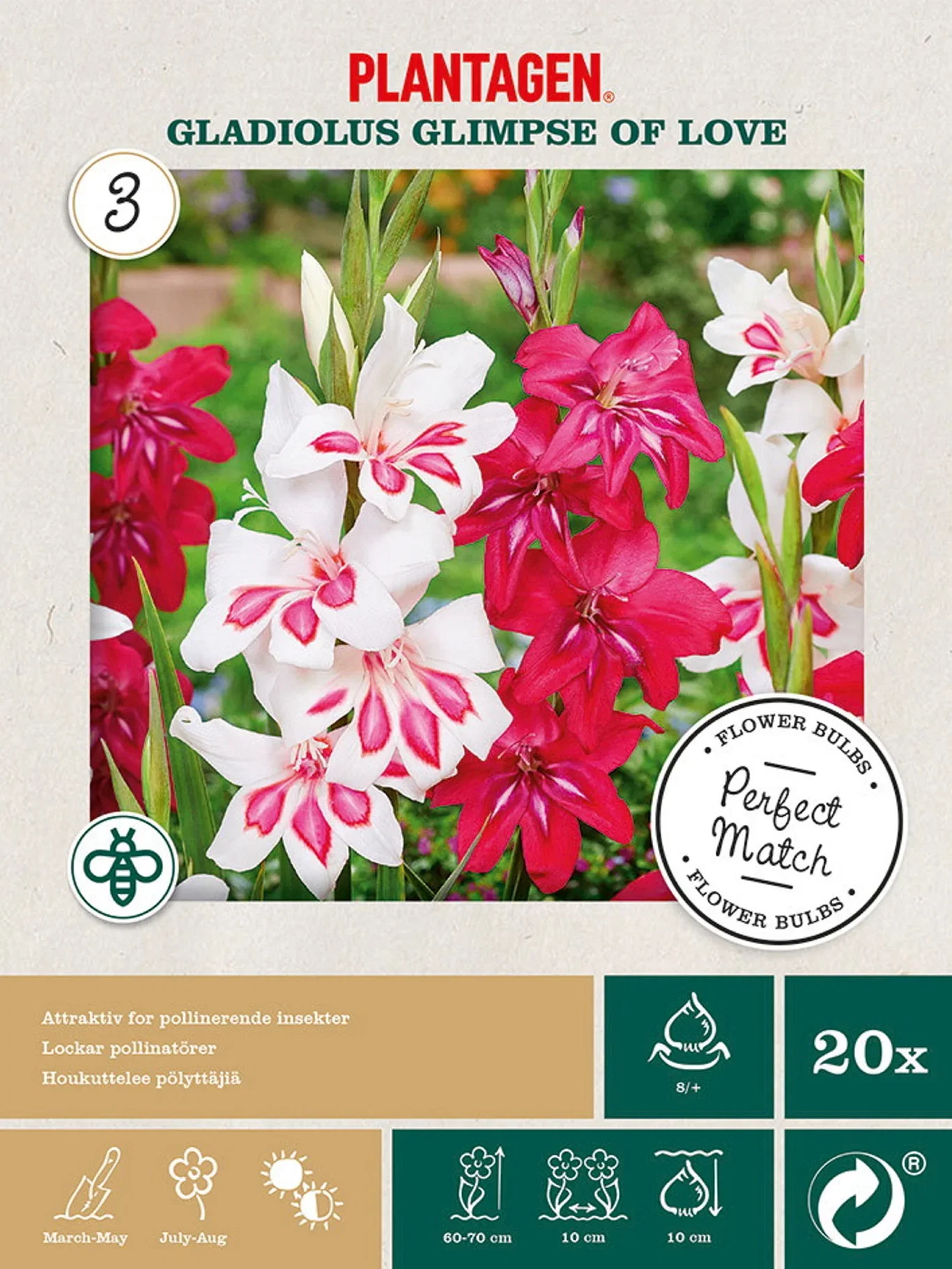 Dverggladiol miks Glimpse of Love