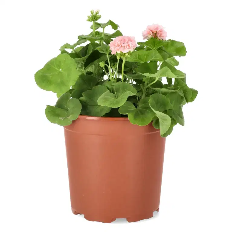 Pelargonia 'Dronning Ingrid'