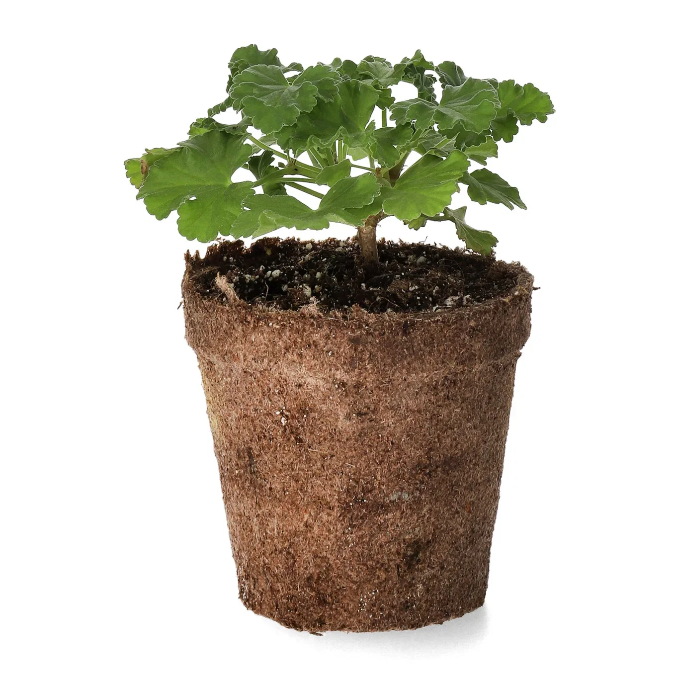 Pelargonium fragrant 6 cm