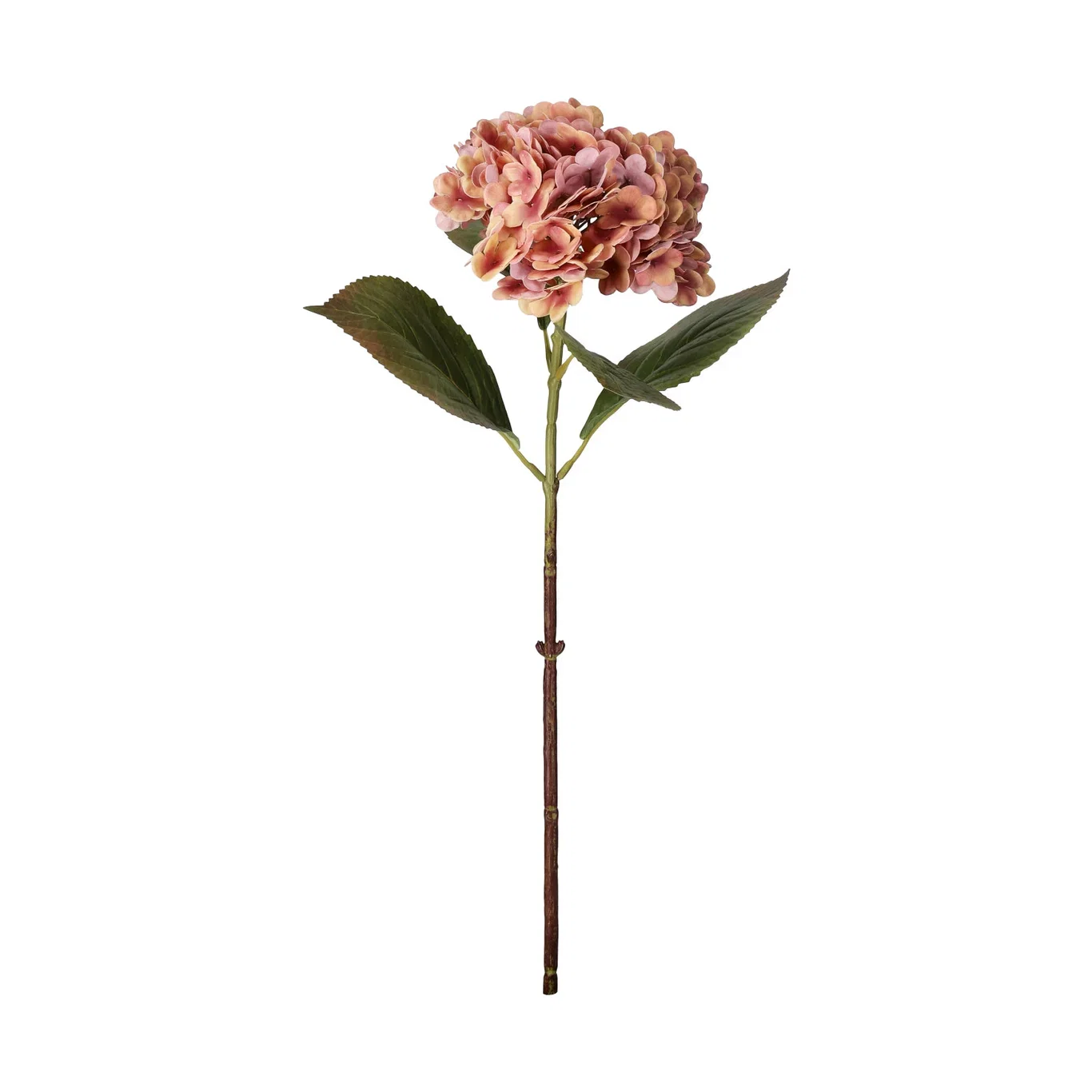 Hydrangea cut flower H52 pink