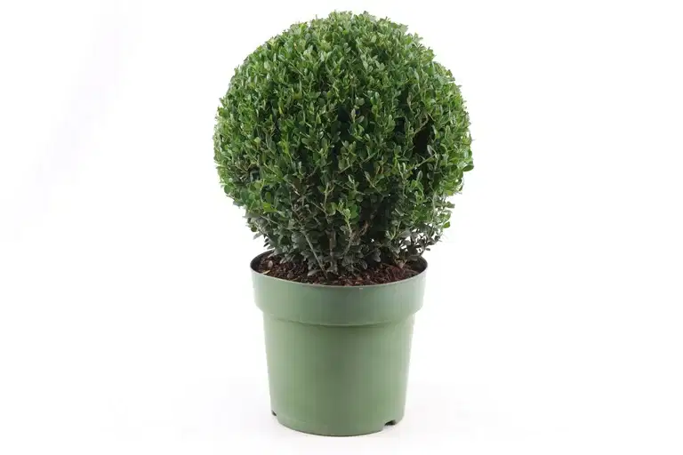 Ilex crenata 'Jenny' 25cm ball 21cm