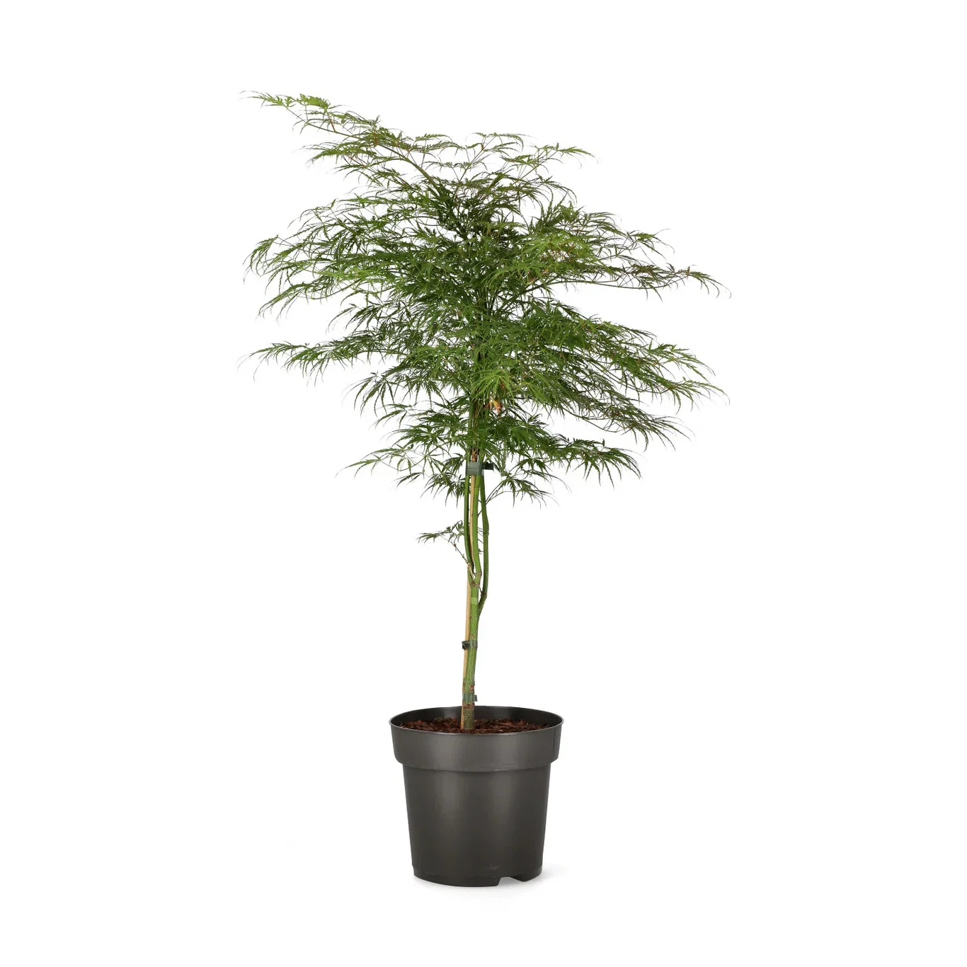 Viftelønn 'Dissectum'