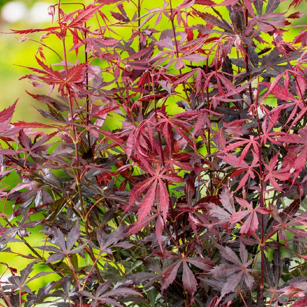 Acer palm. 'Sumi-nagashi' 130-140cm 35cm