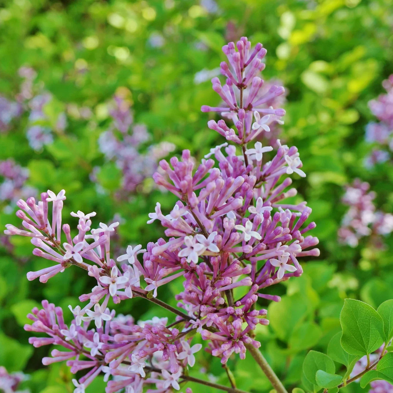 Syringa BLOOMERANG® PINK PERFUME 19cm