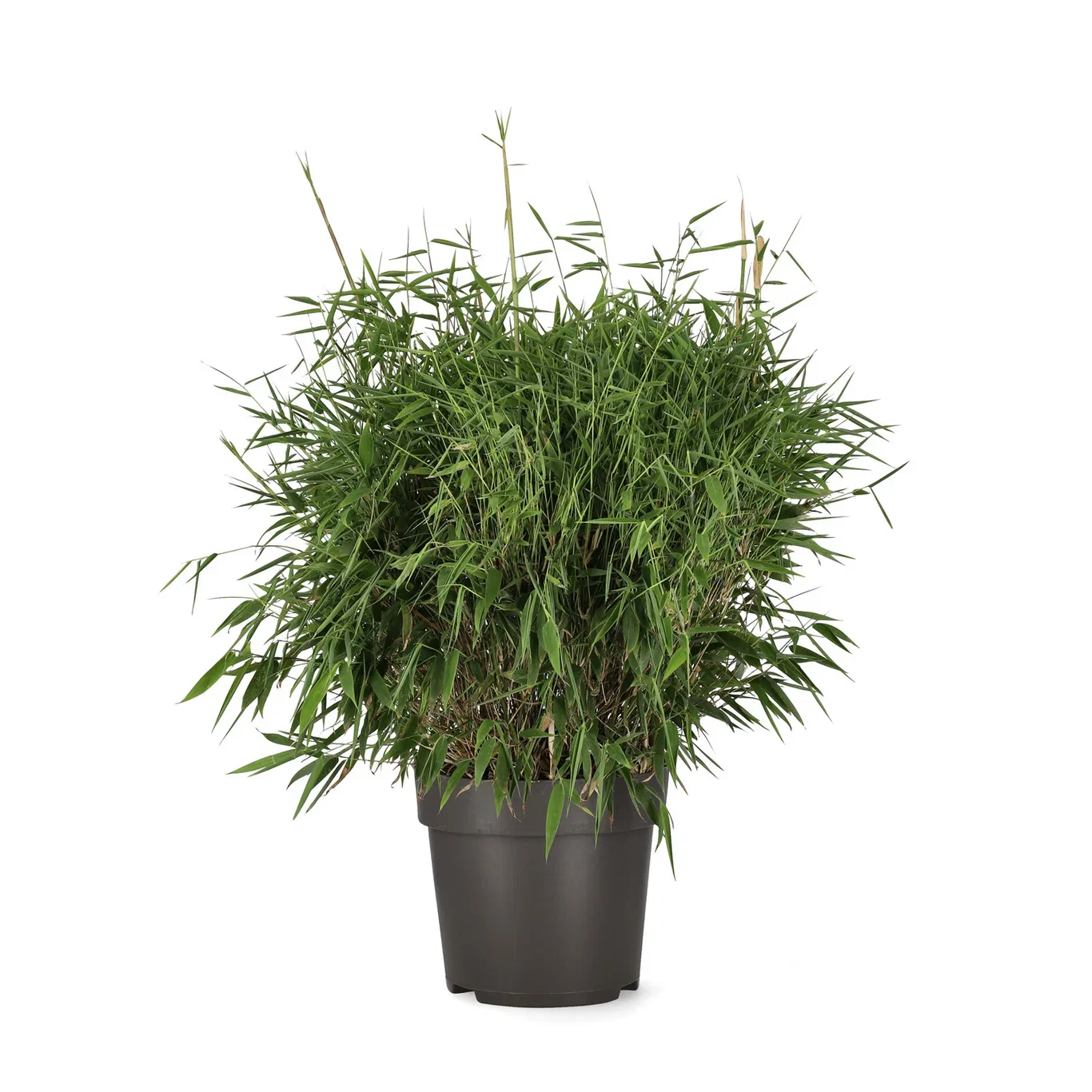 Fargesia murieliae MOONTEARS 60-80 29cm