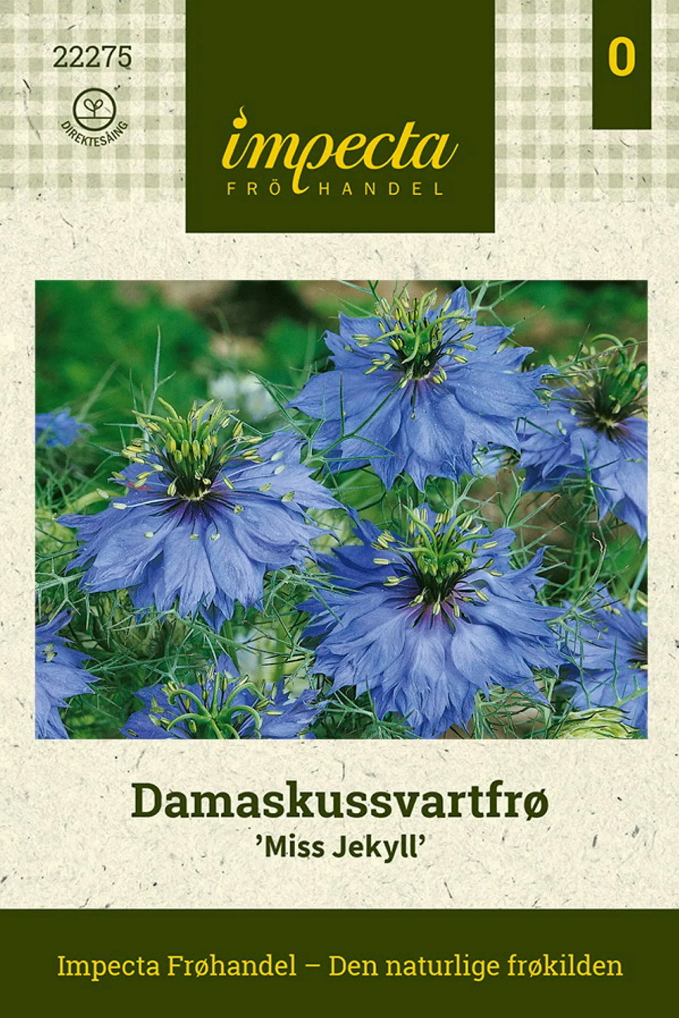 Damaskussvartfrø 'Miss Jekyll'