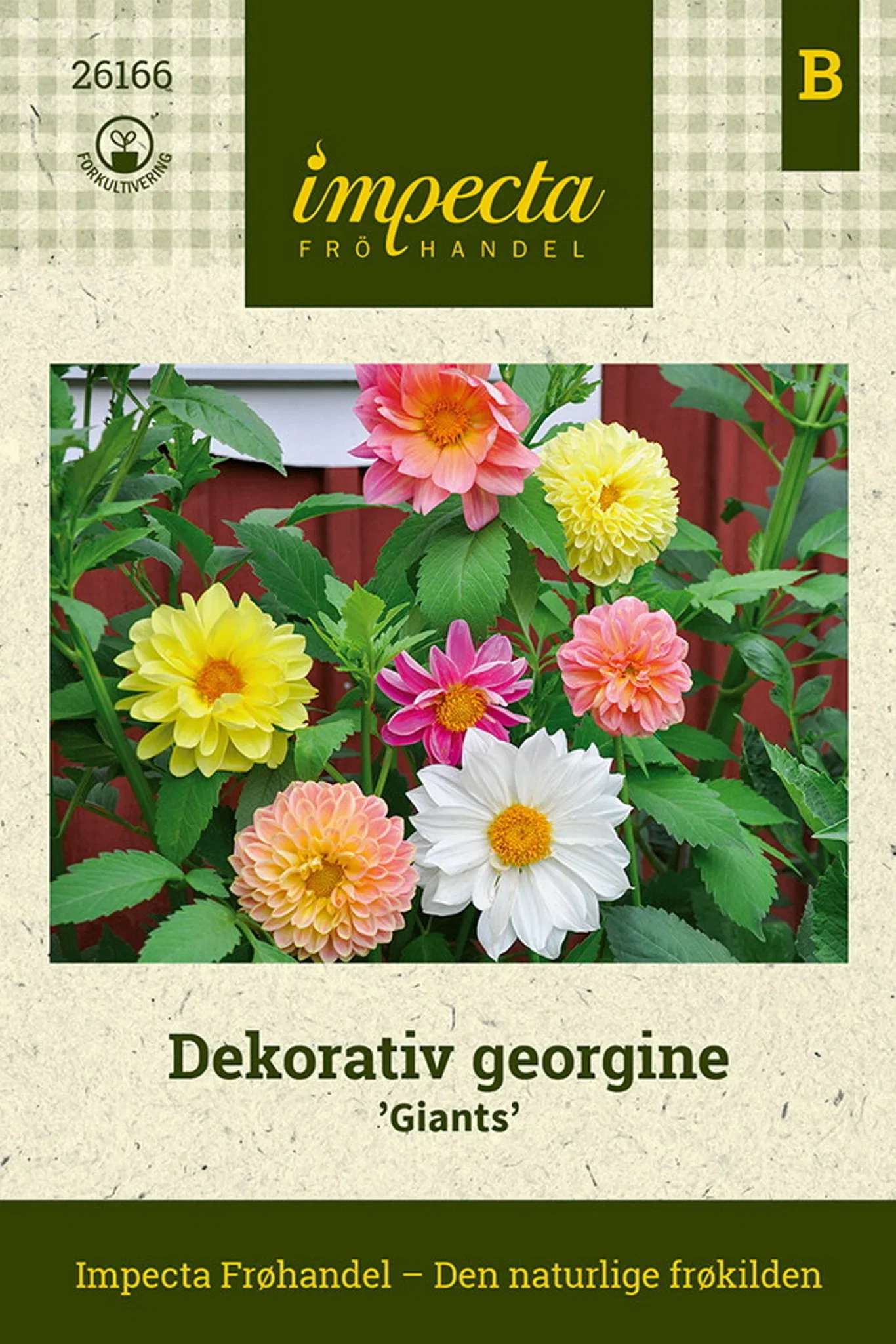 Dekorativ georgine 'Giants'