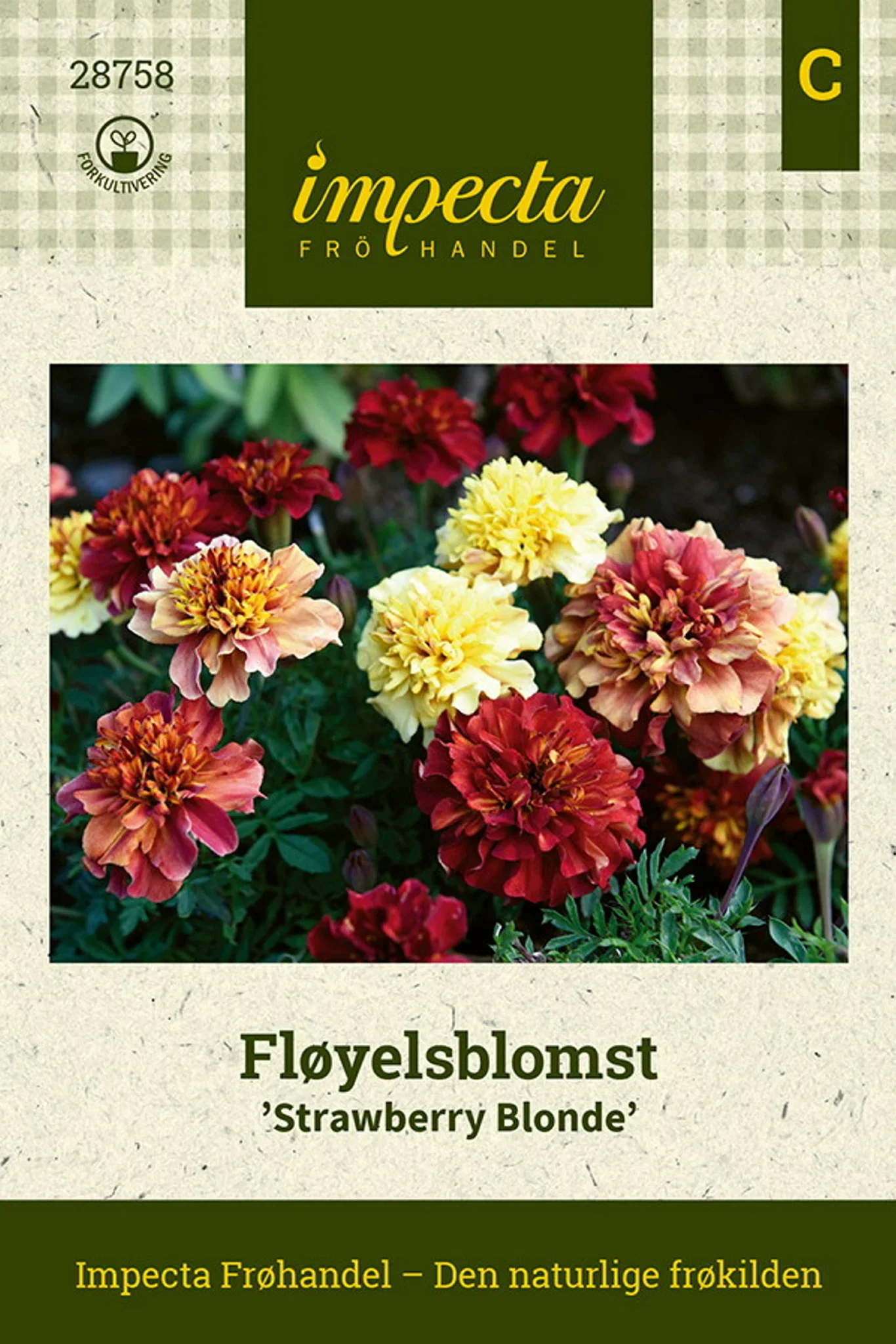Fløyelsblomst 'Strawberry Blonde'