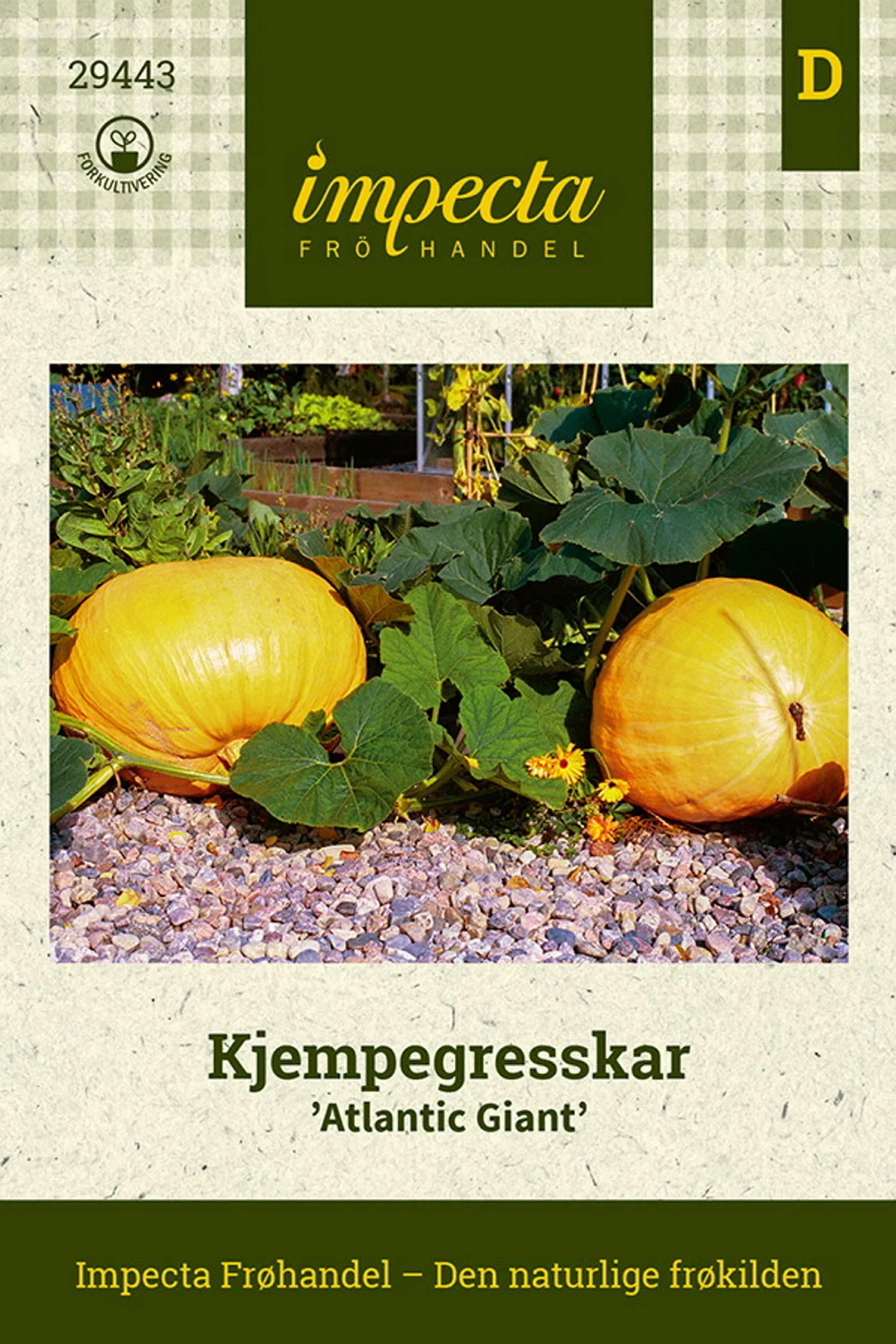 Kjempegresskar 'Atlantic Giant'