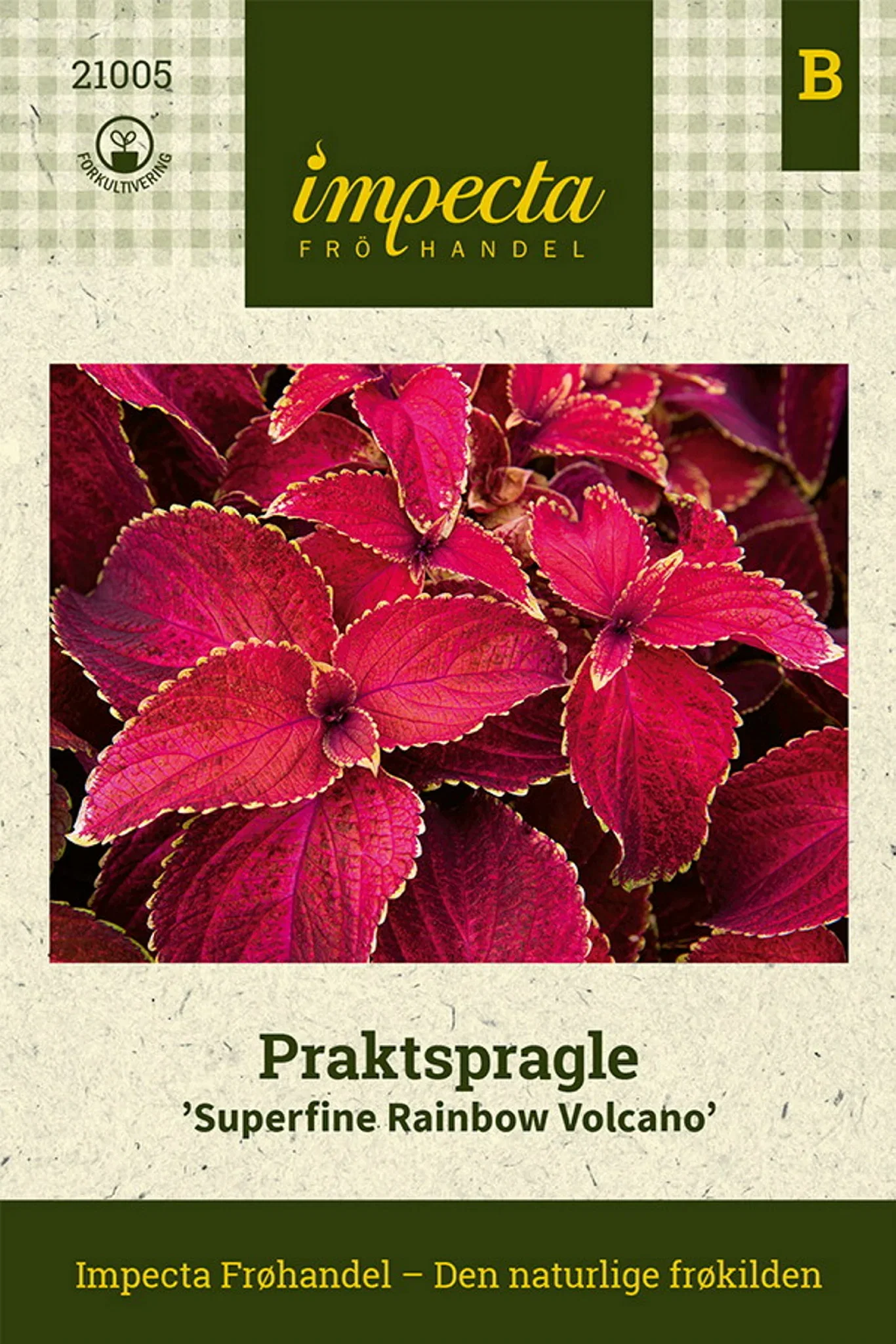 Praktspragle 'Superfine Rainbow Volcano'