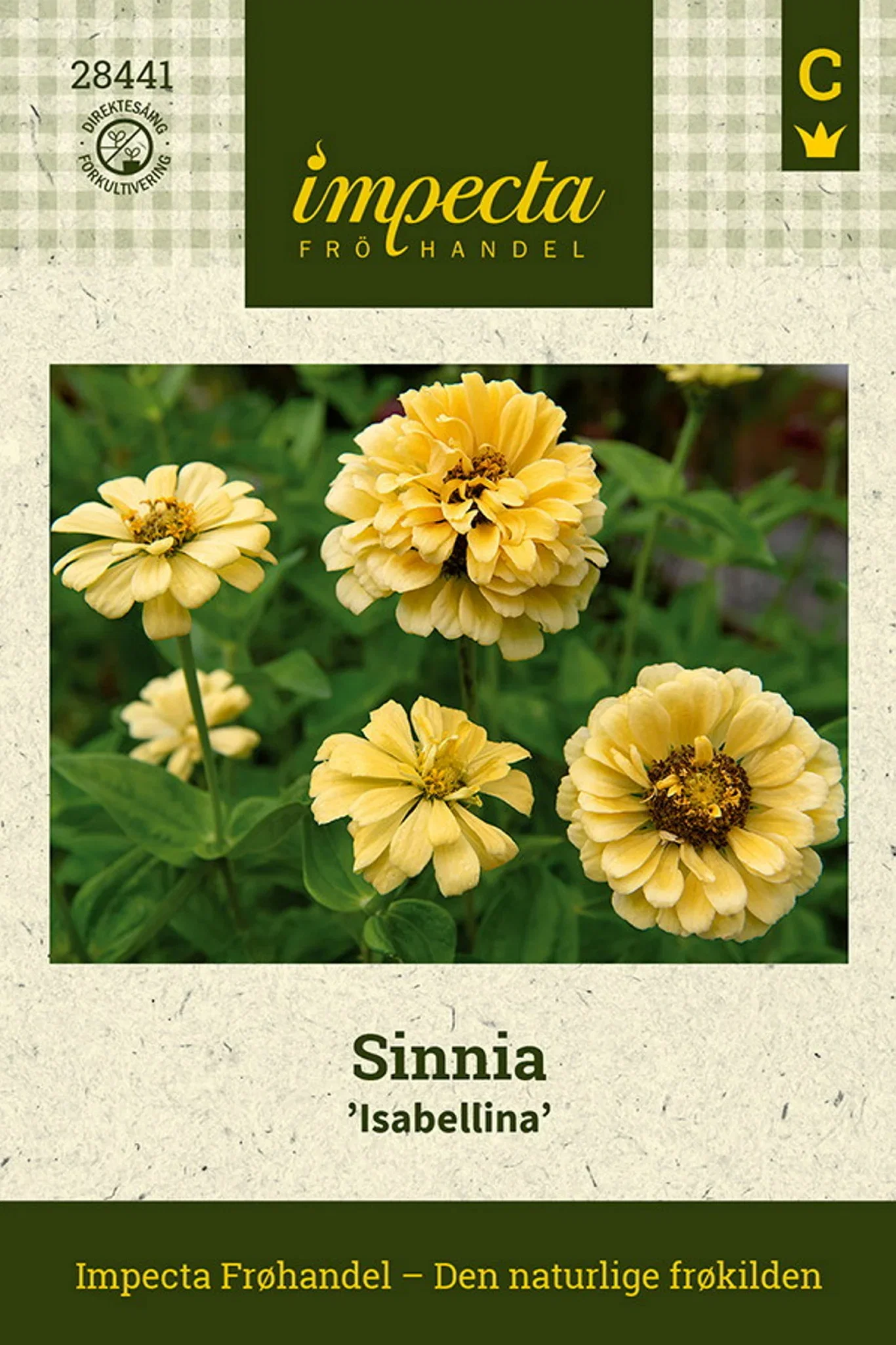 Sinnia 'Isabellina'