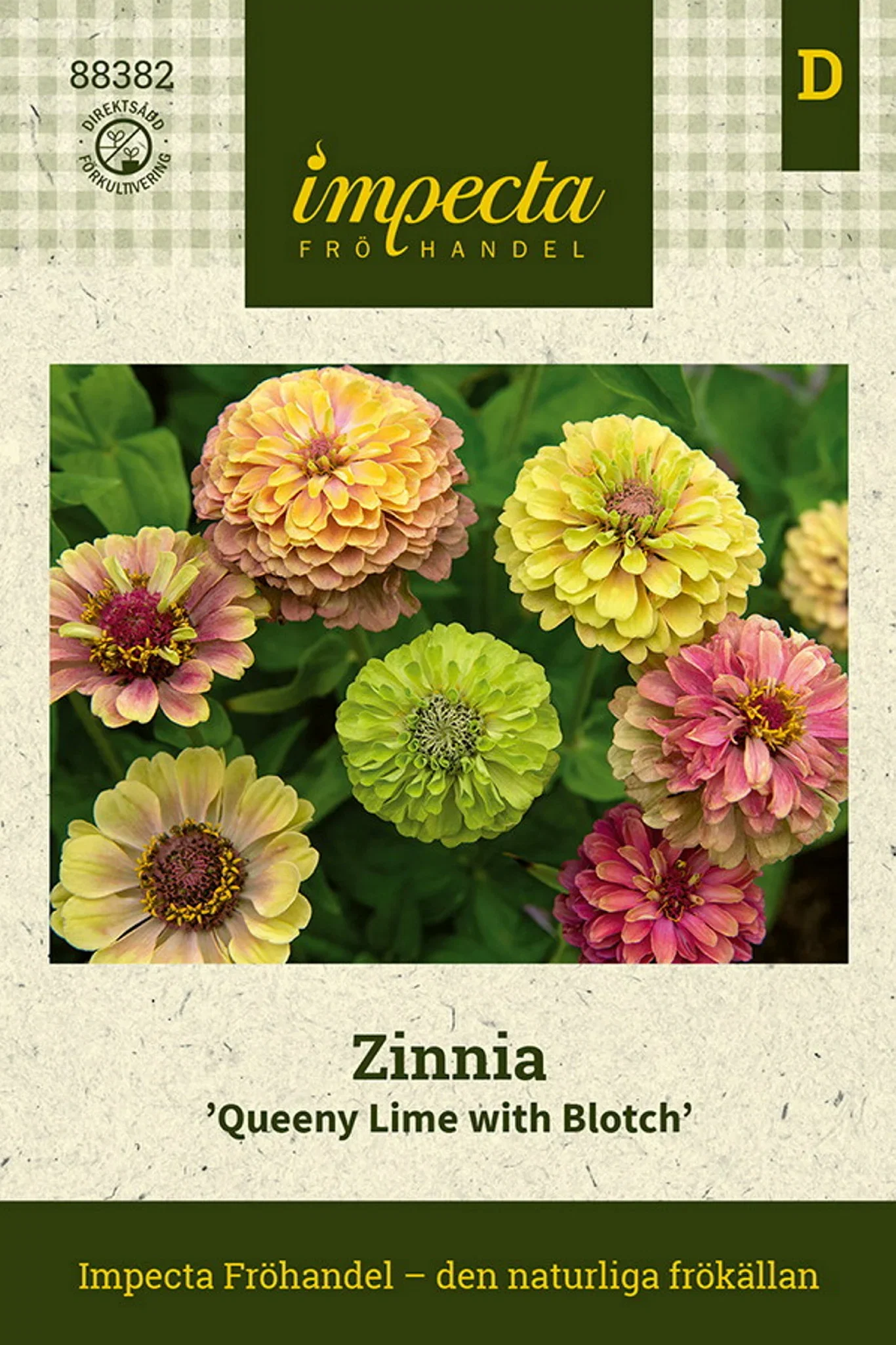 Zinnia 'Queeny Lime med flekk'