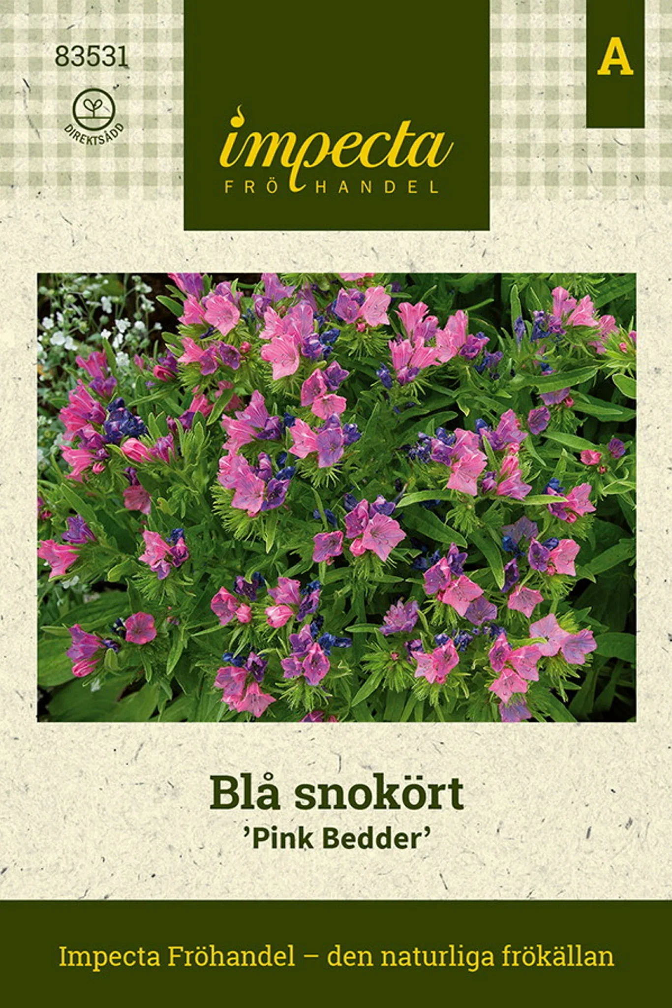 Blå snøurt 'Pink Bedder'