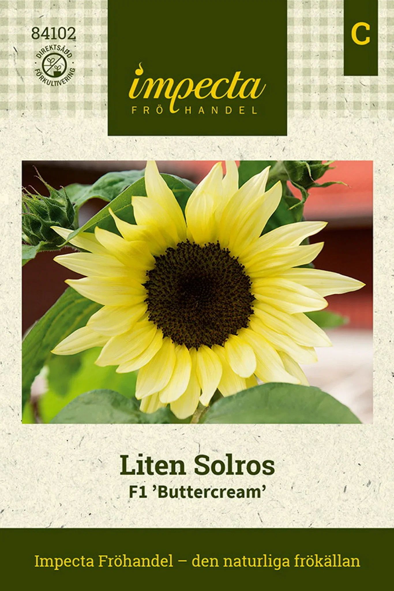 Liten Solros F1 'Buttercream'