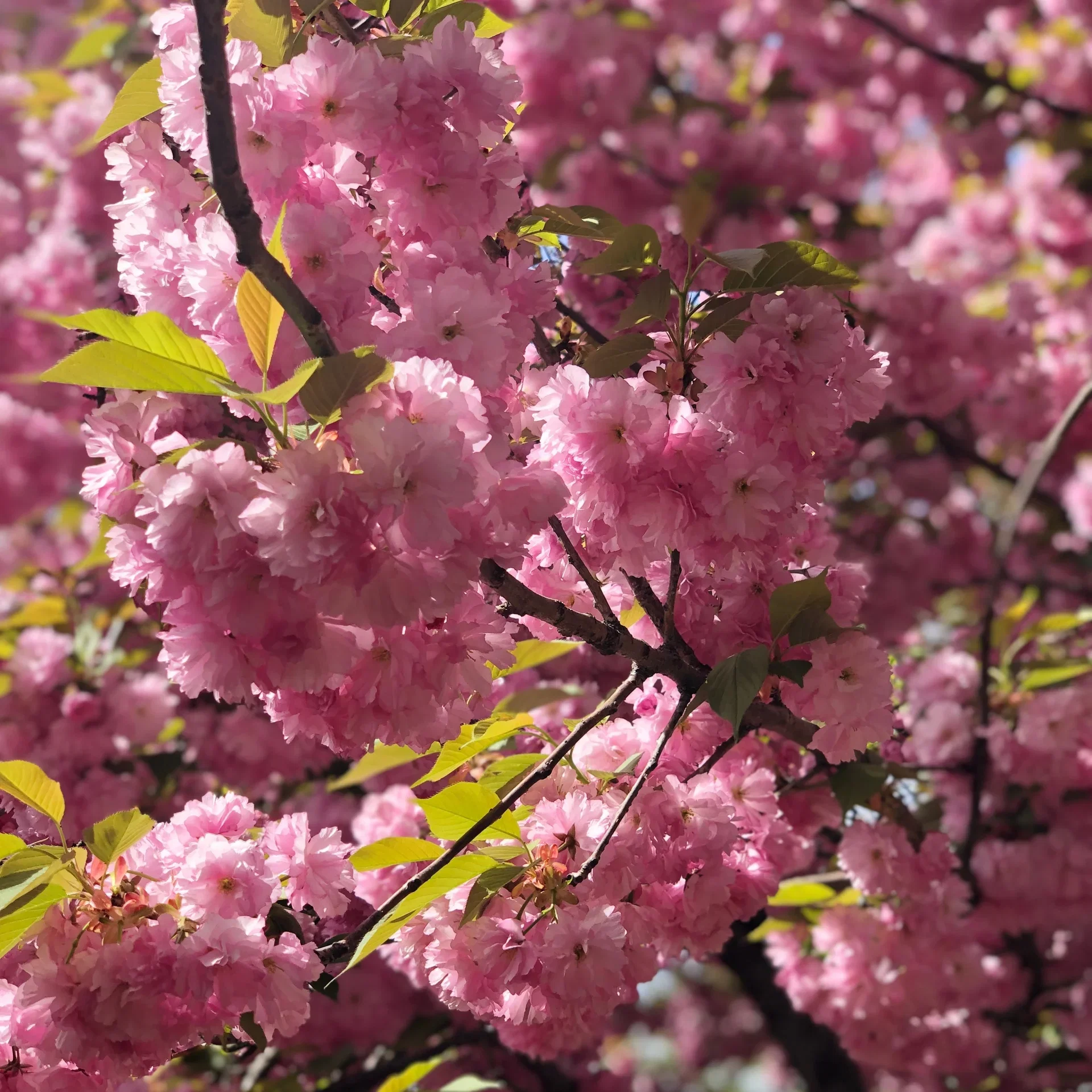 Prunus 'Accolade' stem 120cm 12L