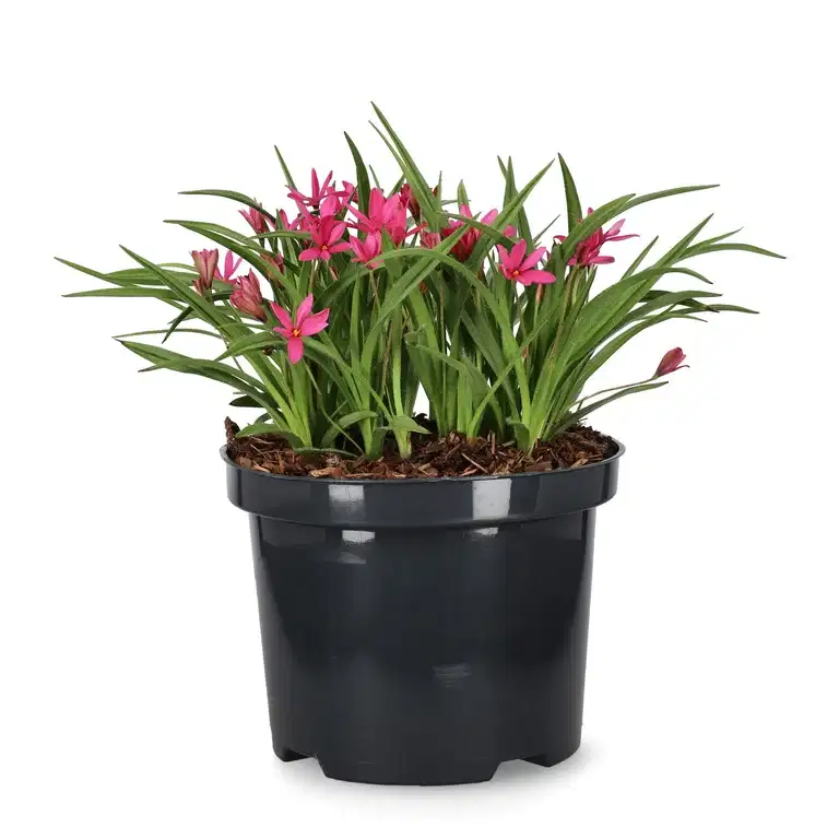 Rhodoxis 'Fairytale'