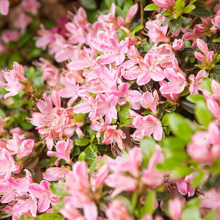 Asalea 'Kermesinum Rosé'
