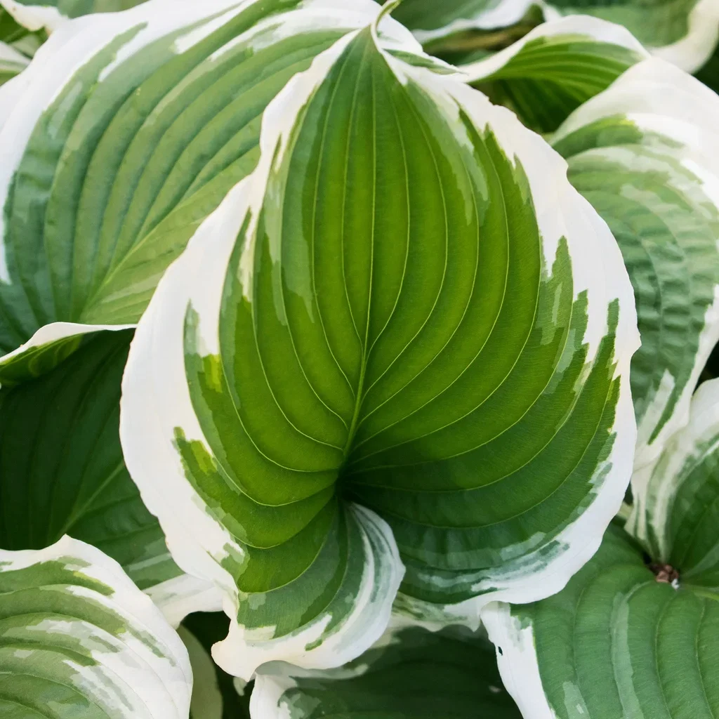 Hosta 'Patriot' 26cm