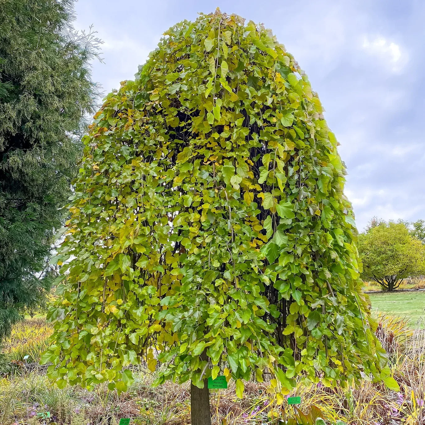 Hvitt morbær 'Pendula' på stamme