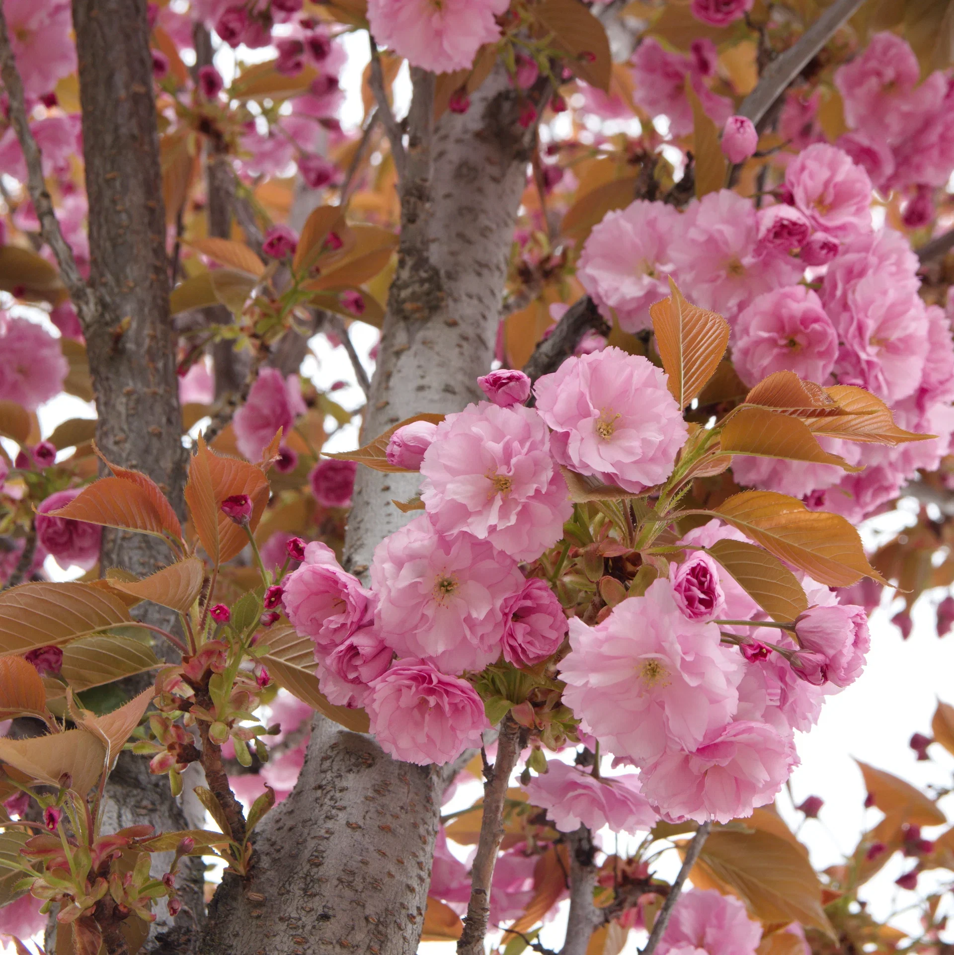 Prunus serrulata 'Kanzan' stem 150 cm 26cm