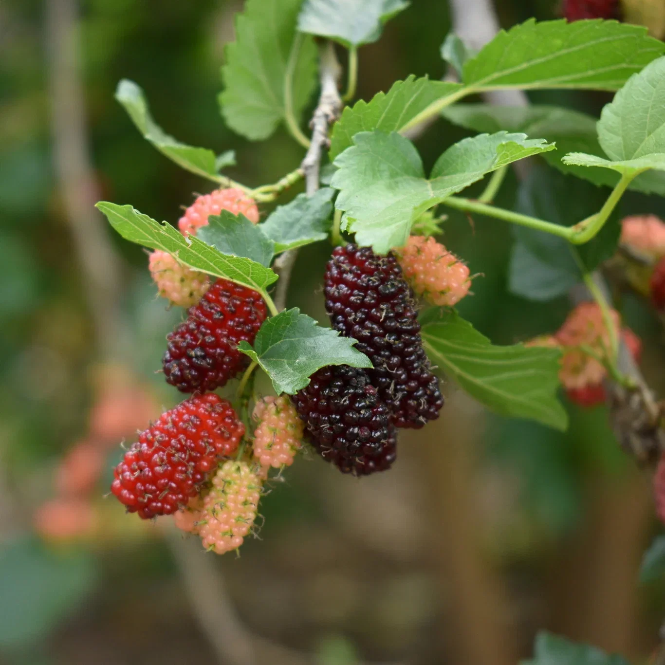 Hvitt morbær 'Pendula' på stamme