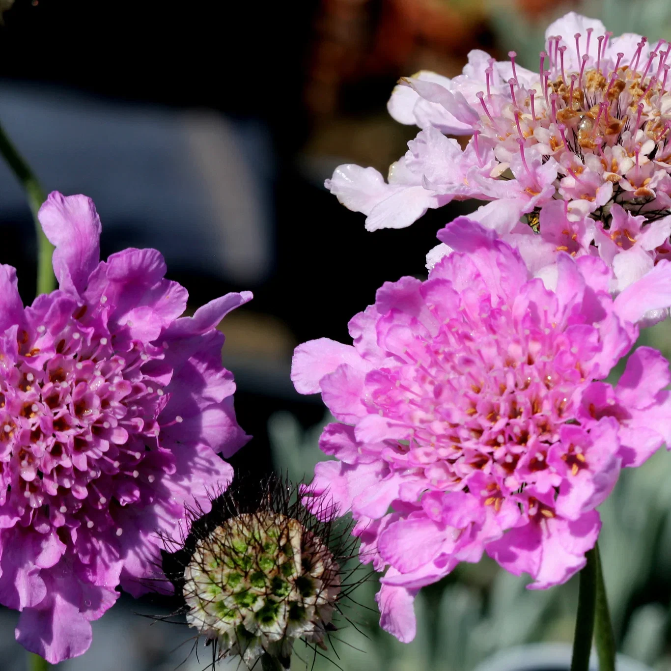 Bakkeknapp FLUTTER ROSE PINK