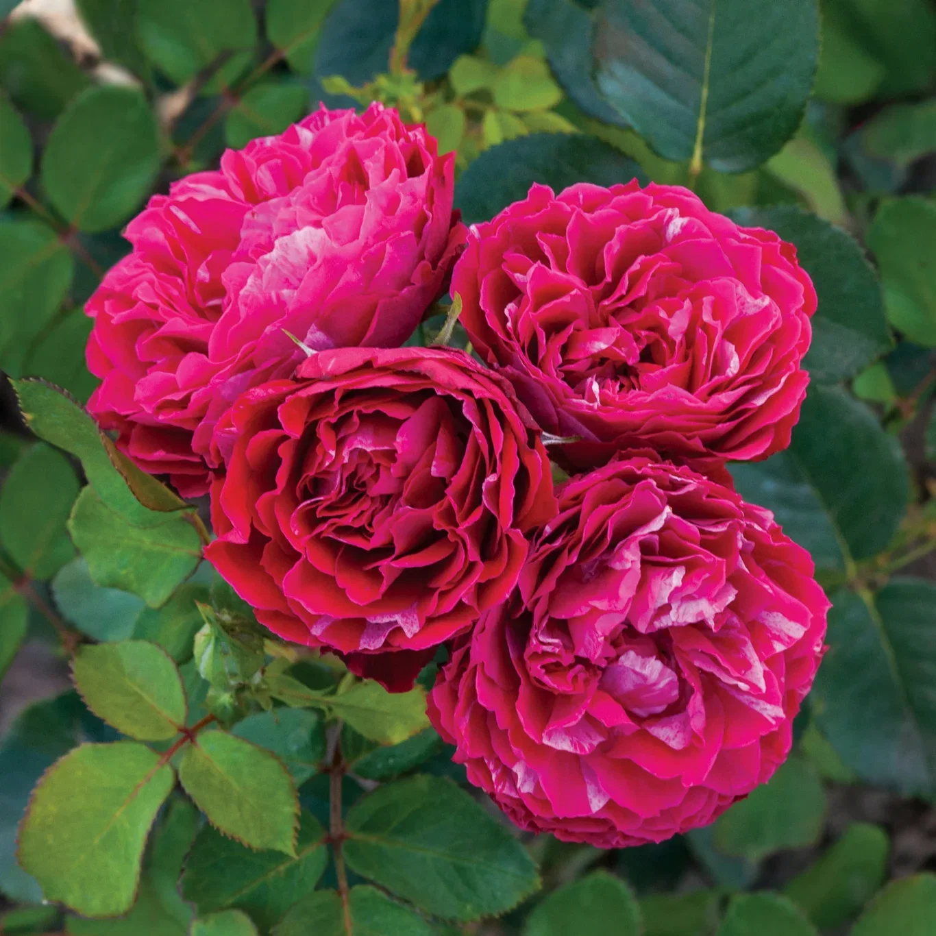 Lovord om KONSTANTINA™ FRESKA®.