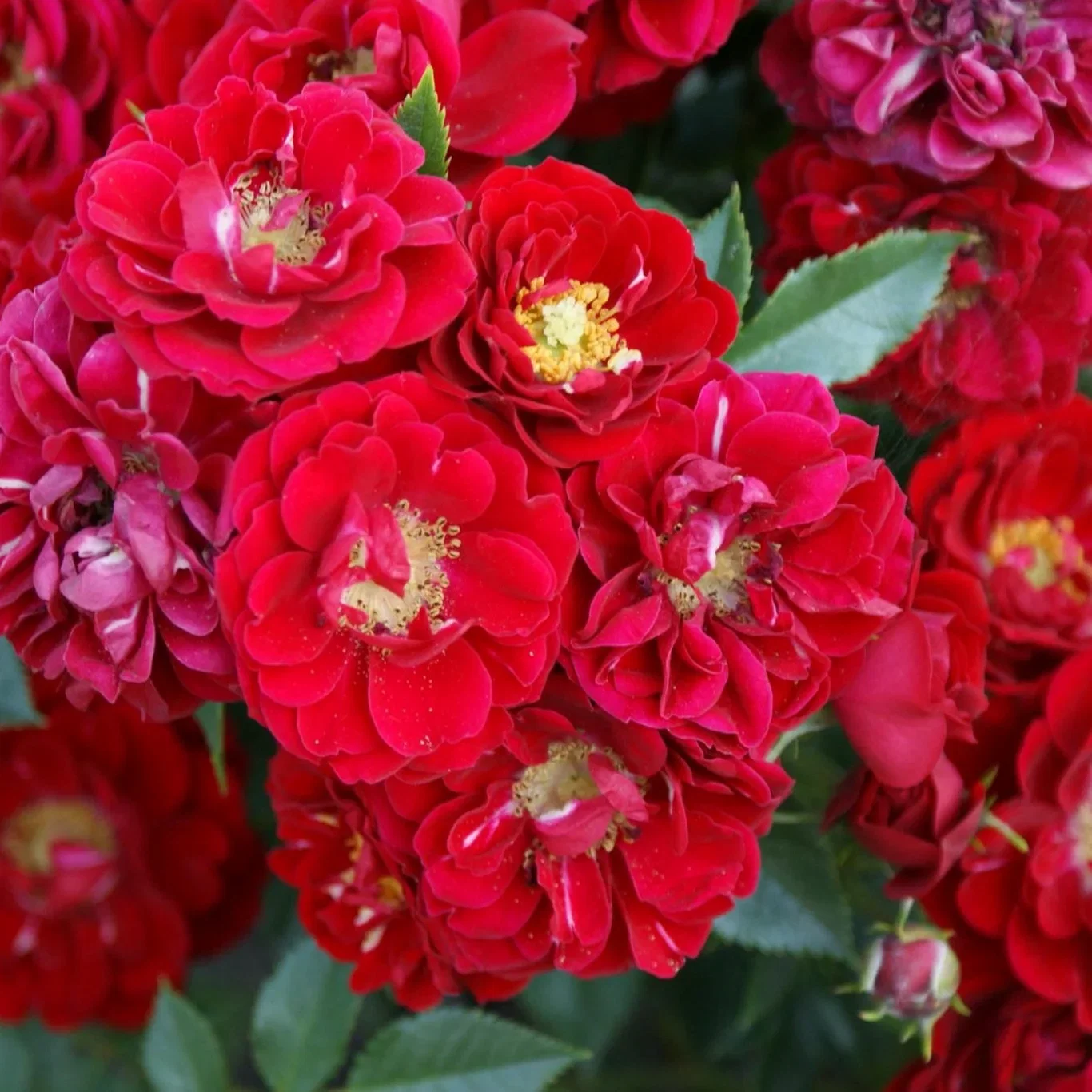 Bunndekkende rose FAIRY DANCE