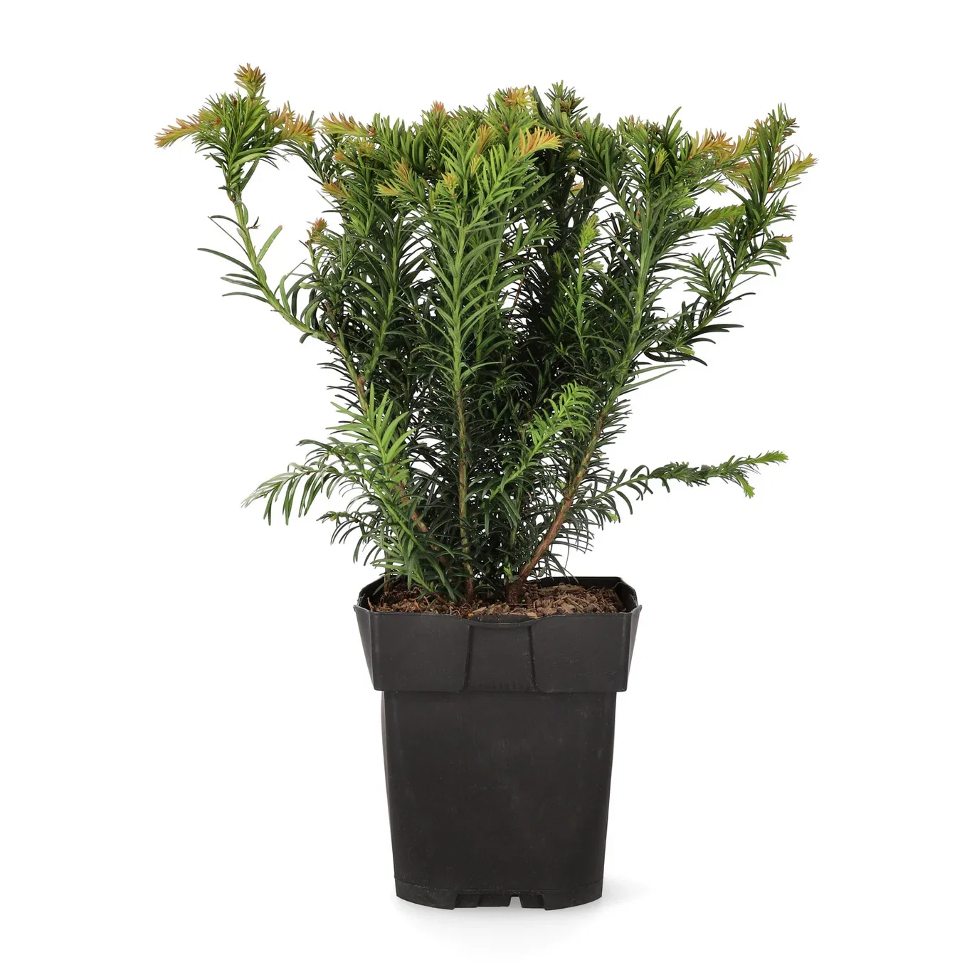 Europabarlind 'Repandens'